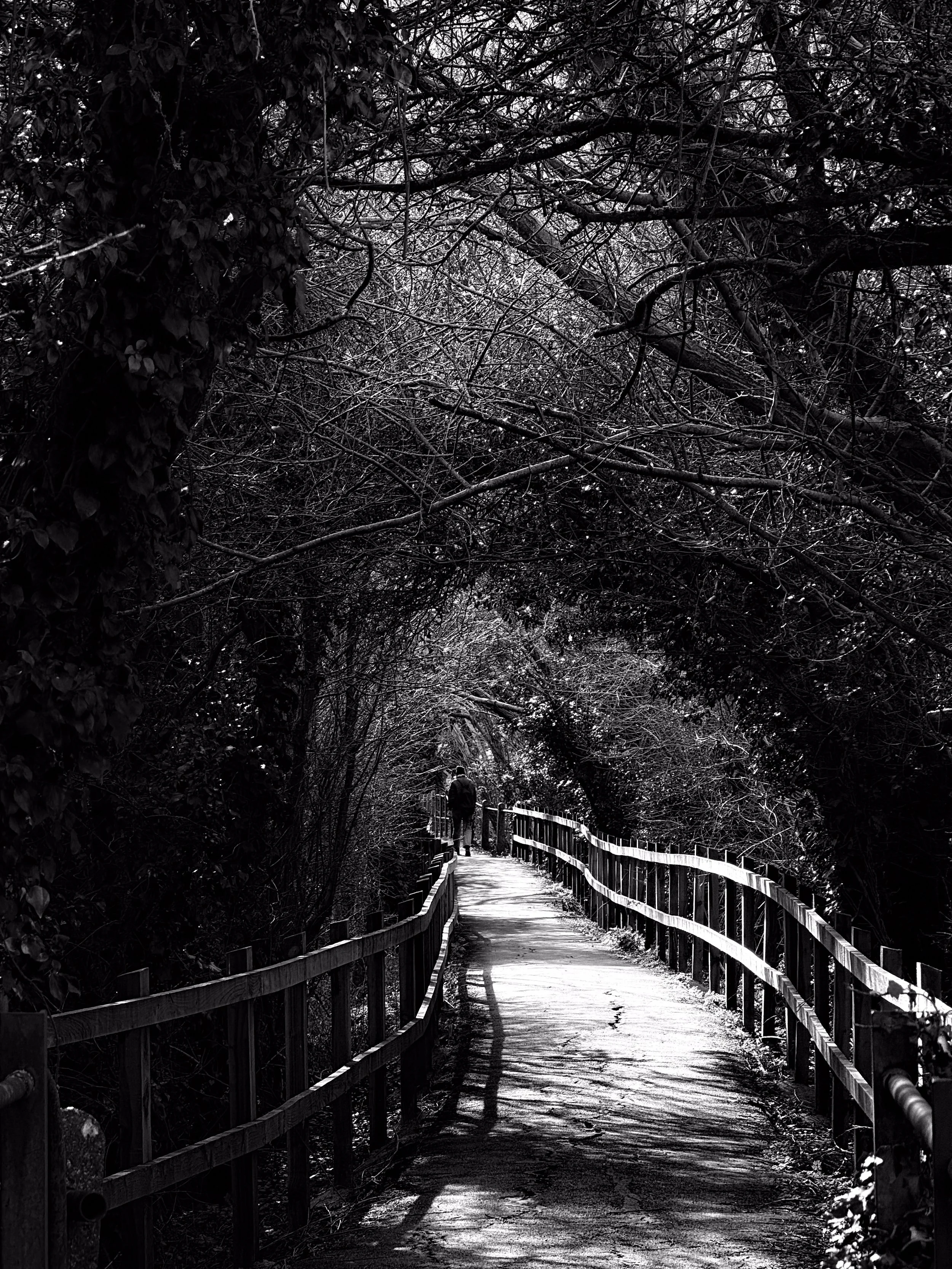 A black and white photograph of a winding pathway surrounded by dense, leafless trees and bushes. A person is walking away from the camera on the path, which is flanked by a wooden railing.