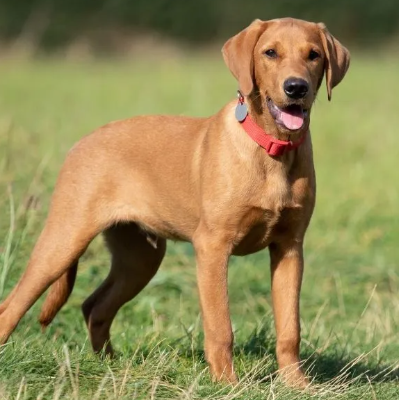 A tan dog standing outdoors on grass with a red collar and a happy expression.