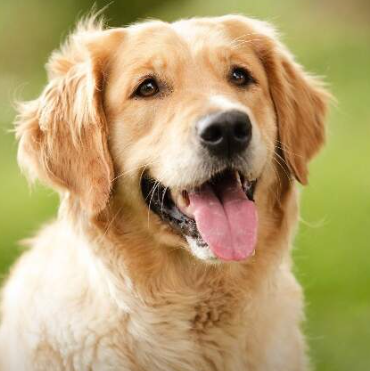 Close-up of a golden retriever dog with its tongue out, outdoors on green grass.