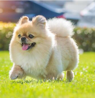 A fluffy Pomeranian dog running on green grass with a happy expression.