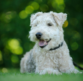 Cute white curly-haired dog lying on grass with blurred green trees in the background