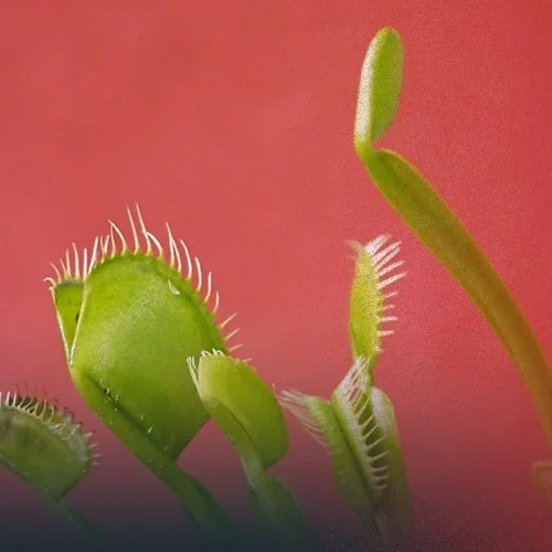 Helping Generation Z Out of the Comparison Trap