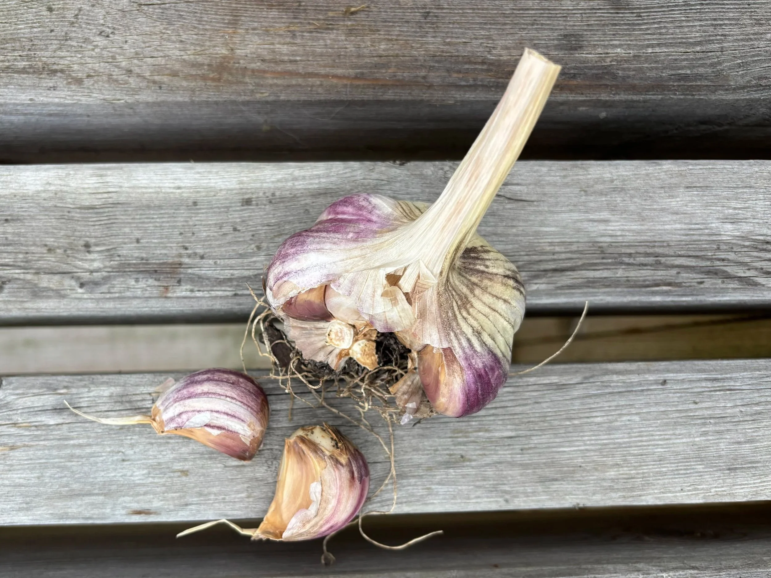 Hvitløk plassert på en treoverflate med noen avskallede fedd.