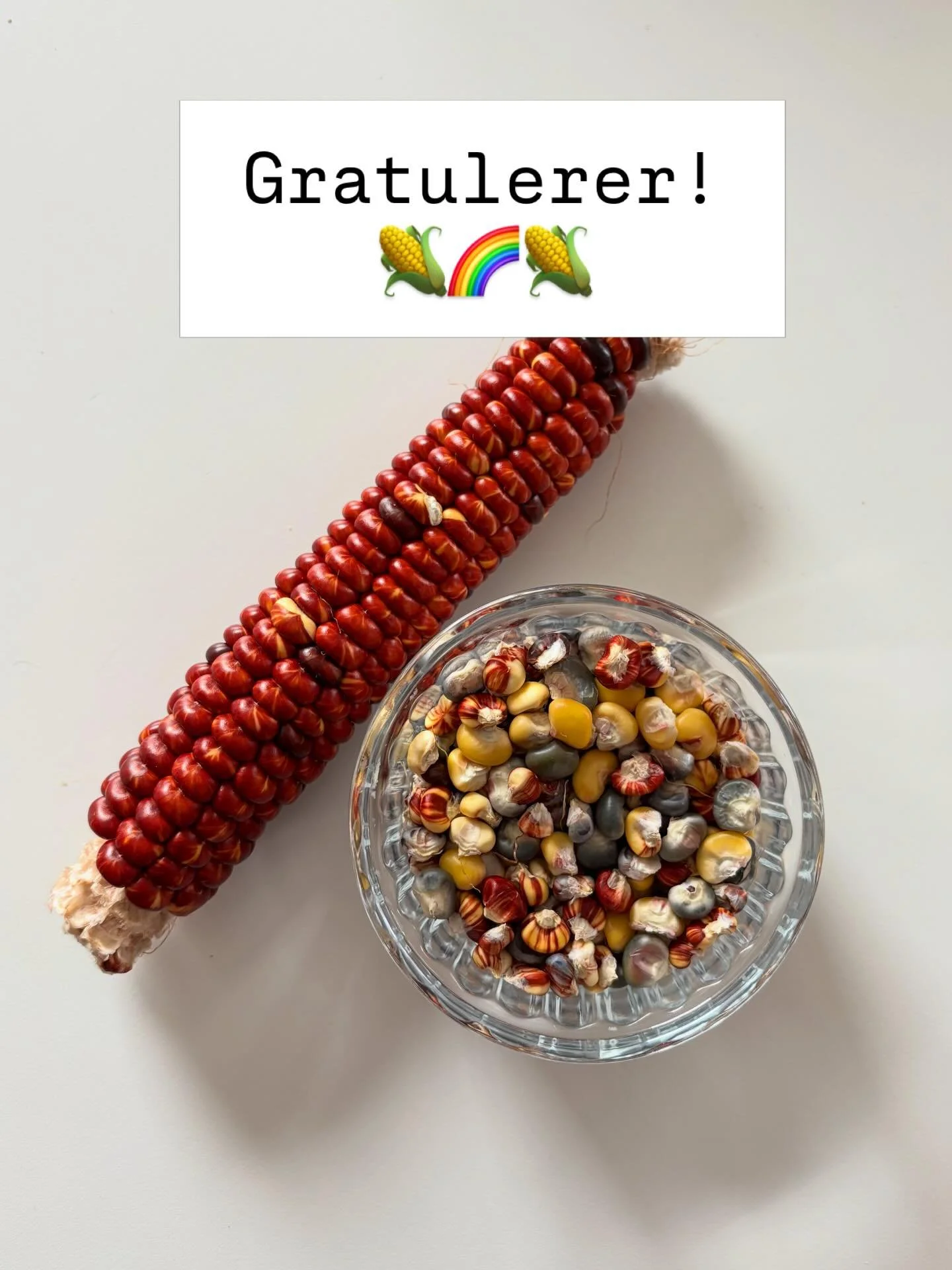 Vinnere av fargerike maiskorn er:
Bitte Hegtun @bittehegtun 
Kine Skaget @kineskaget 
Hege Hel&eacute;n Hansen @smaabyliv 

Gratulerer!
Send meg adresse p&aring; PM, s&aring; kommer korn i posten 🥳