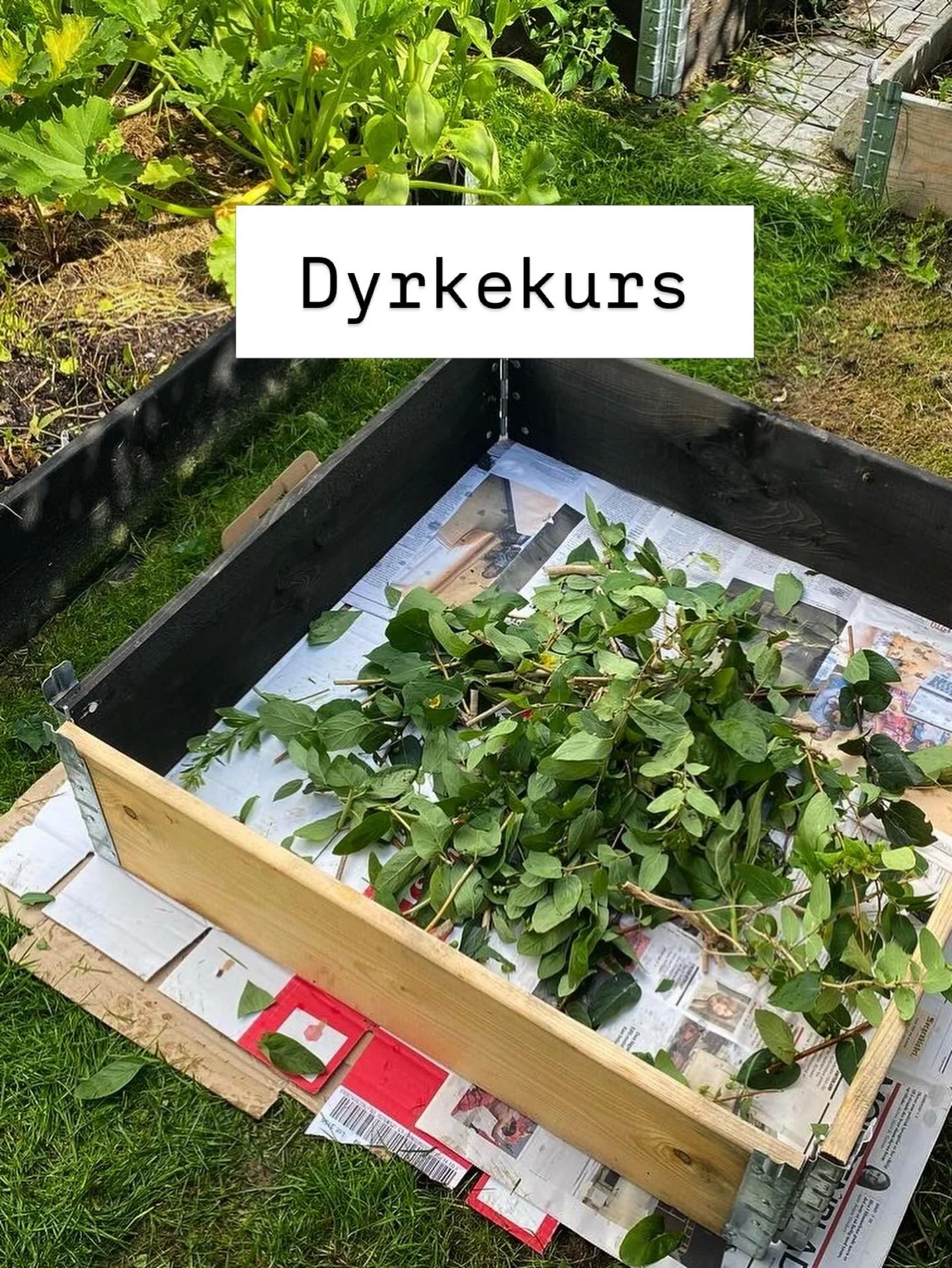 OPPSTART KJ&Oslash;KKENHAGE
- l&aelig;r &aring; dyrke

Vil du l&aelig;re hvordan og hva du kan dyrke i hagen din? 
Jeg holder et praktisk totimers kurs i min hage p&aring; Eiksmarka (B&aelig;rum) s&oslash;ndag 12.april kl 14 - 16. Her dyrker jeg b&ar