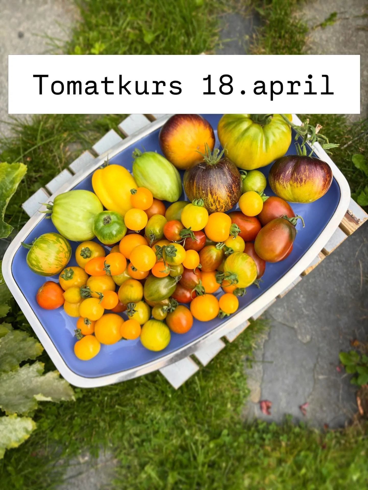Tomatkurs
- L&aelig;r &aring; dyrke egne tomater

&Aring; dyrke sine egne tomater er utrolig g&oslash;y!
Jeg holder praktisk dyrkekurs i hagen min p&aring; Eiksmarka (rett ved t-banen) l&oslash;rdag 18.april. 
 Her f&aring;r du:
* L&aelig;re om tomat