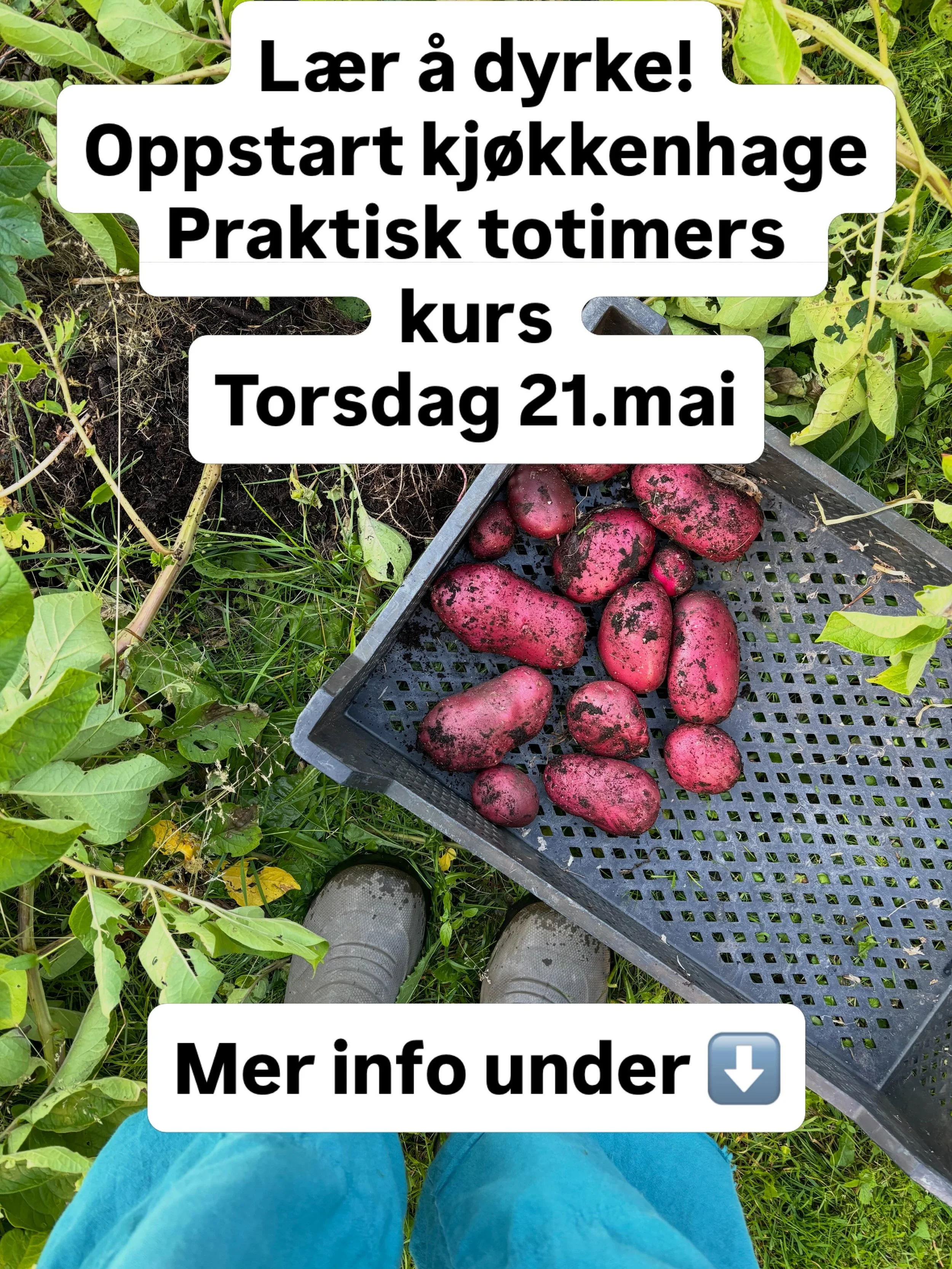 OPPSTART KJ&Oslash;KKENHAGE
- l&aelig;r &aring; dyrke

Vil du l&aelig;re hvordan og hva du kan dyrke i hagen din? 
Jeg holder et praktisk totimers kurs i min hage p&aring; Eiksmarka (B&aelig;rum) torsdag 21.mai kl 18-20. Her dyrker jeg b&aring;de i b