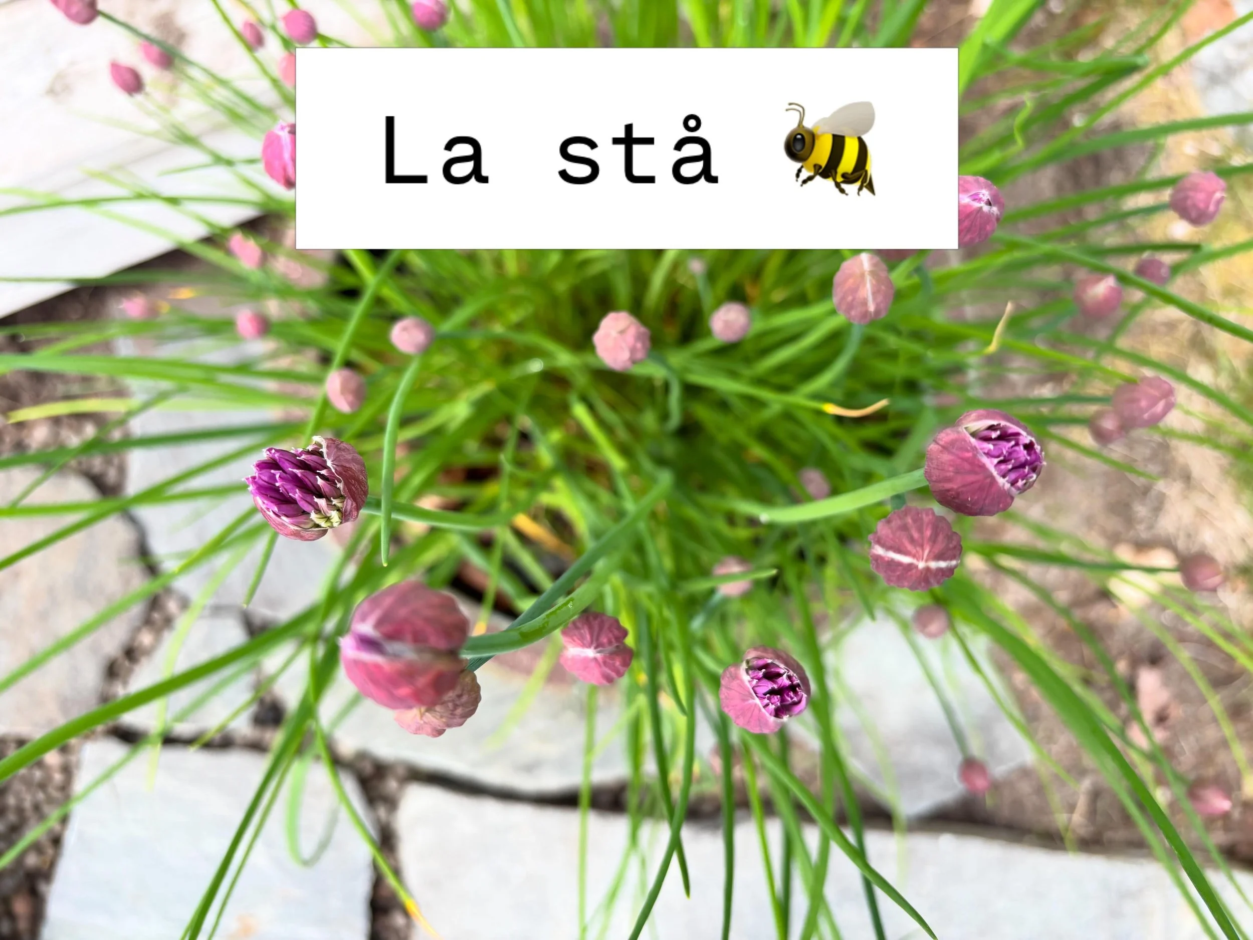 Blomstrer gressl&oslash;ken din? S&aring; bra! Gressl&oslash;kblomsten er b&aring;de vakker, spiselig, og veldig popul&aelig;r blant pollinerende insekter.
Blomstene smaker friskt av l&oslash;k, og er utrolig kule &aring; pynte opp salaten med, eller