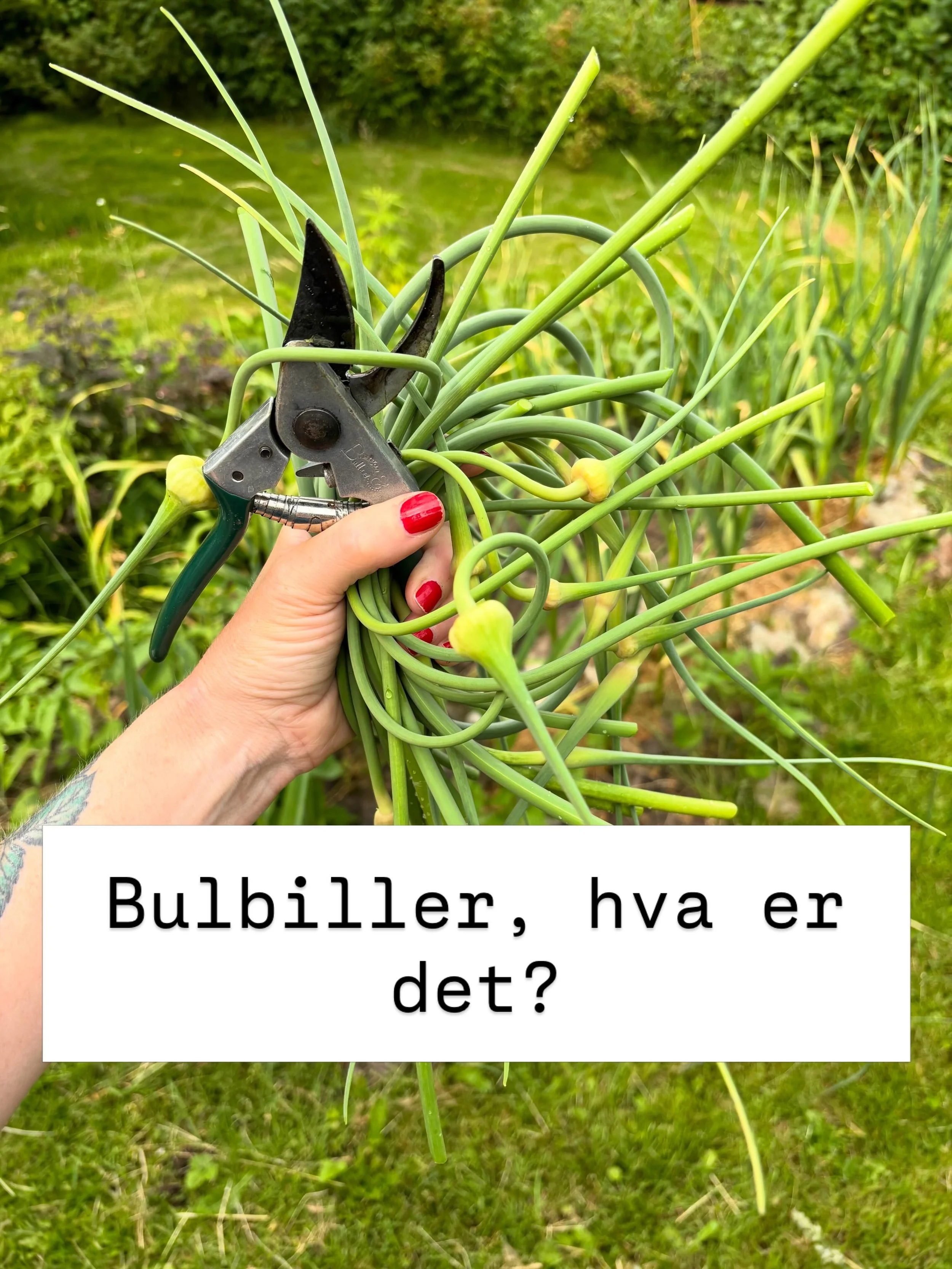 Alle som dyrker hvitl&oslash;k, dette er til dere!
Jeg har skrevet en artikkel med forklarende bilder om bulbiller, hvitl&oslash;kens barn 🧄
Du finner den under &laquo;aktuelt&raquo; p&aring; min hjemmeside, link i bio :)
F&oslash;lg meg gjerne for 