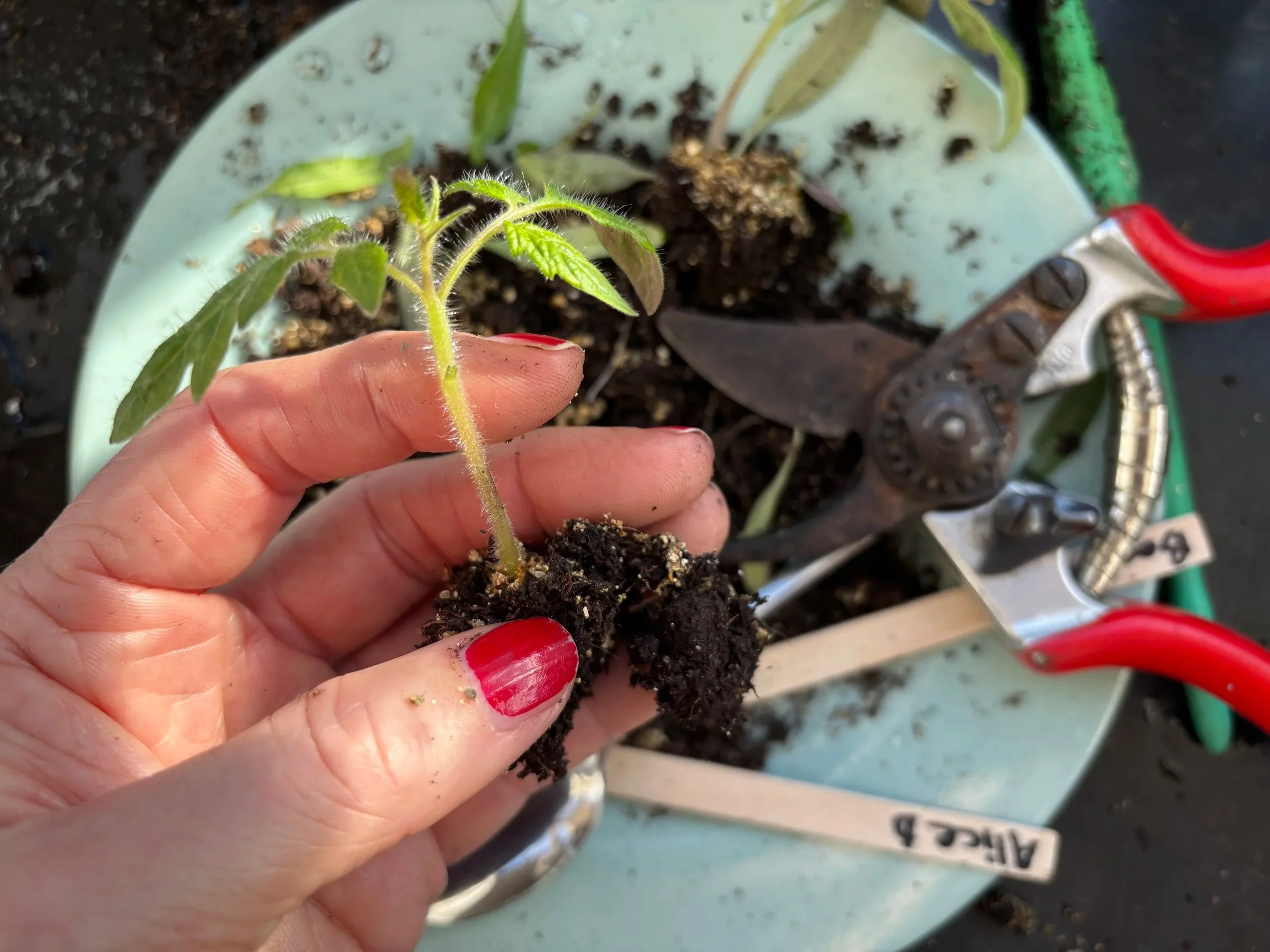 Hånd som planter en liten tomatplante i jord med hagesaks og planteetikett i bakgrunnen.
