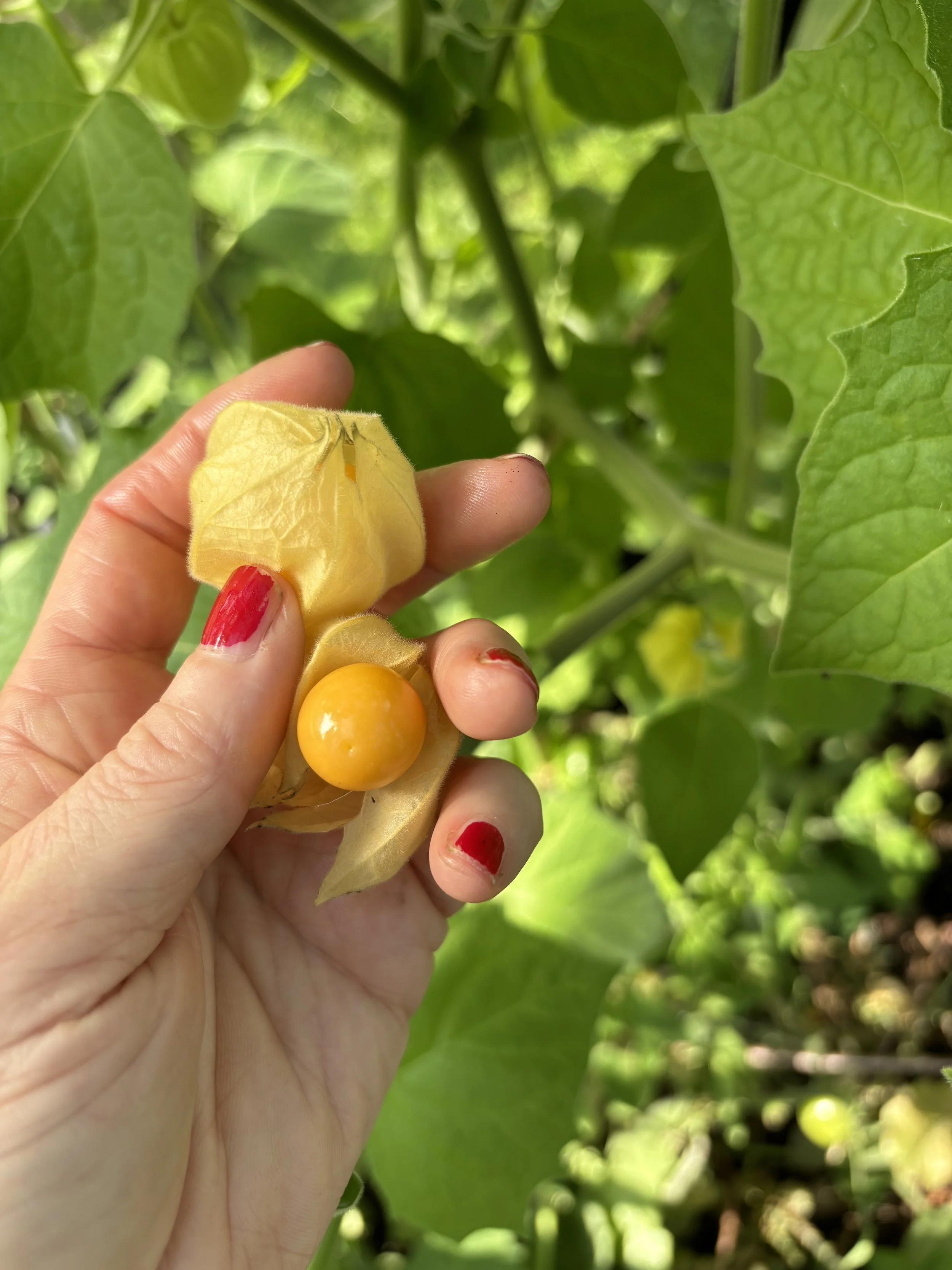 Hånd holder en gul physalis-frukt omgitt av grønne blader.