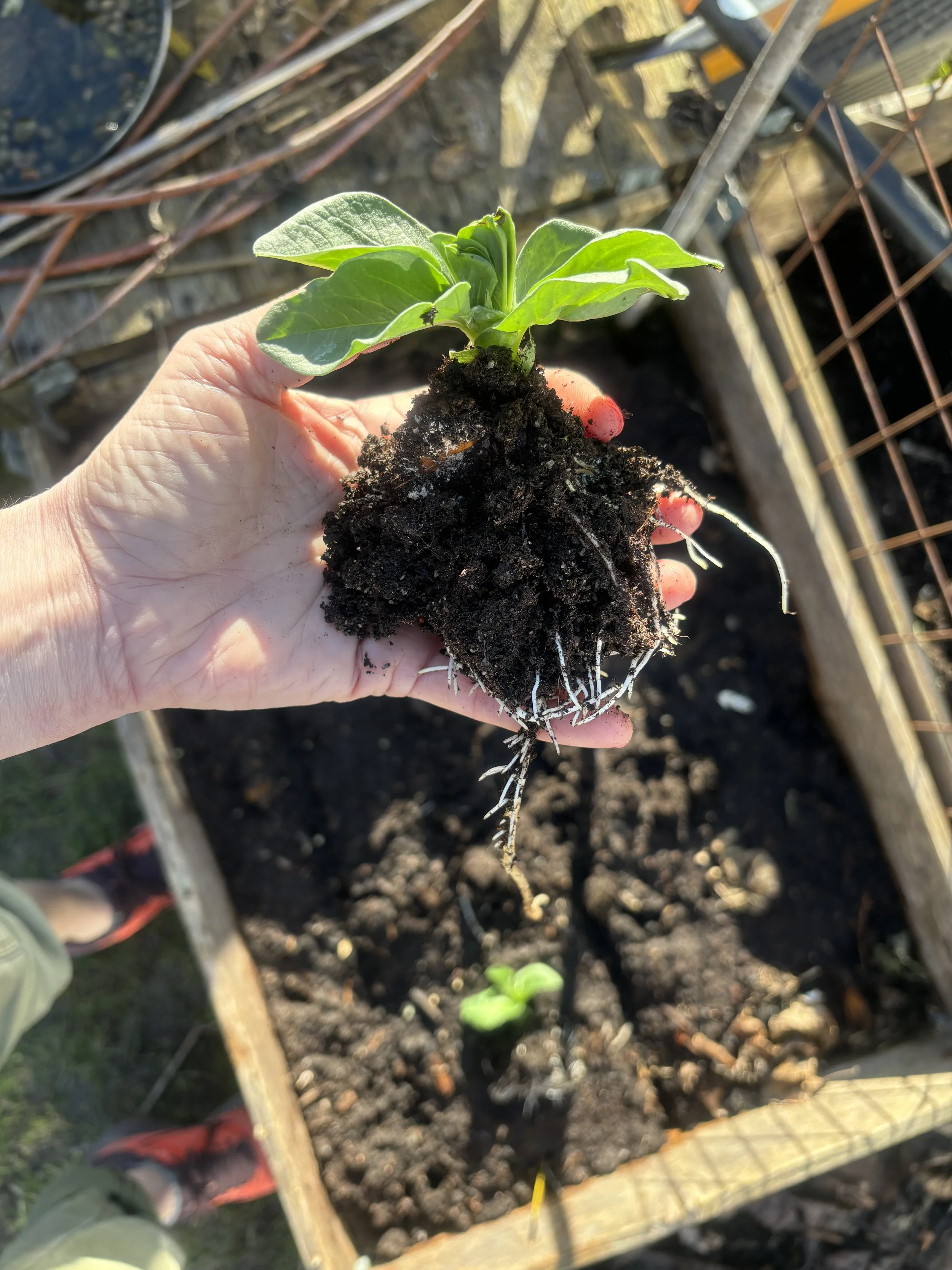 Hånd holder en plante med jord og rotsystem, ventilerer en opphøyet plantebed utendørs.