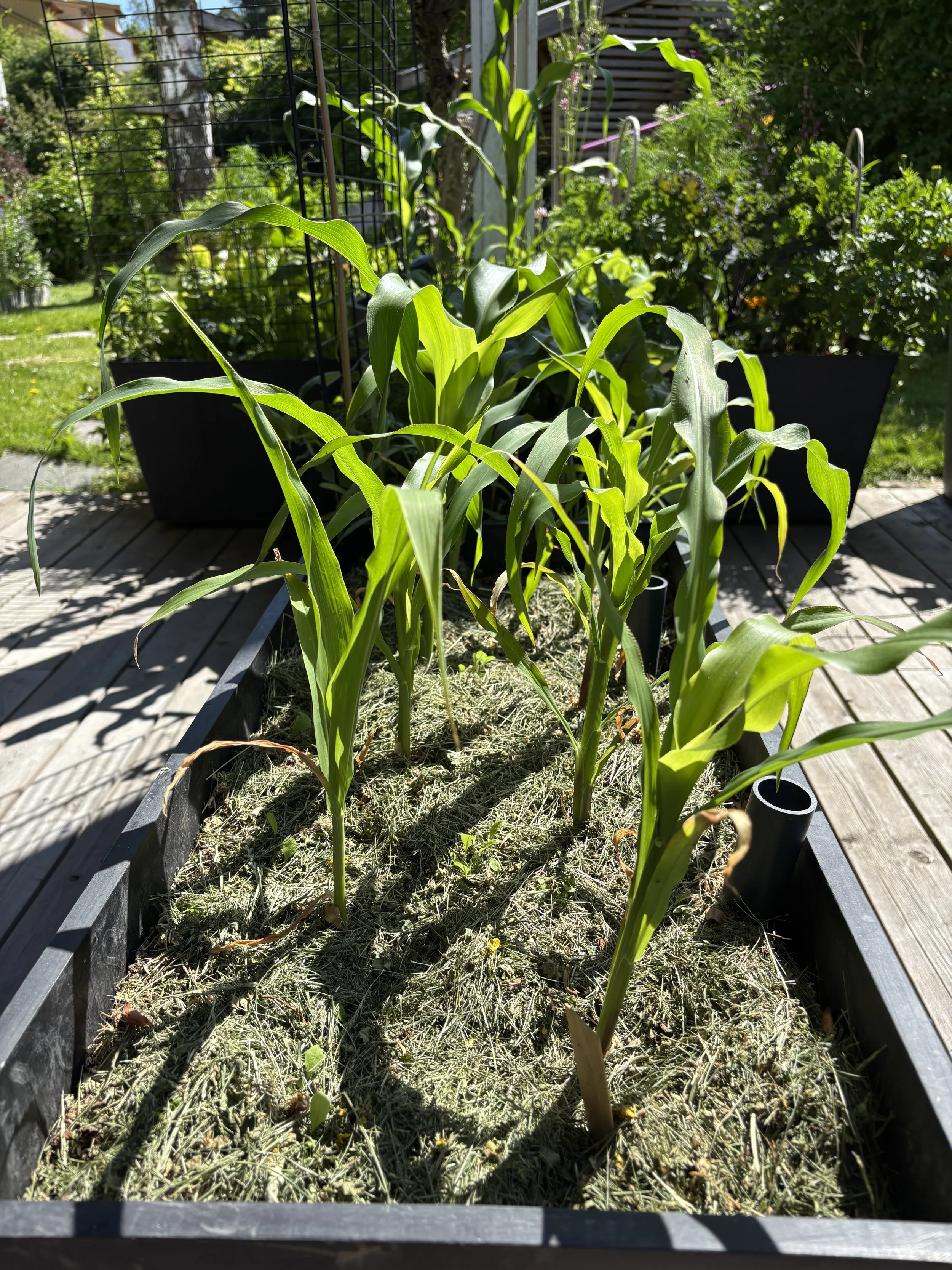 Hønsegress i en plantekasse i hagen.