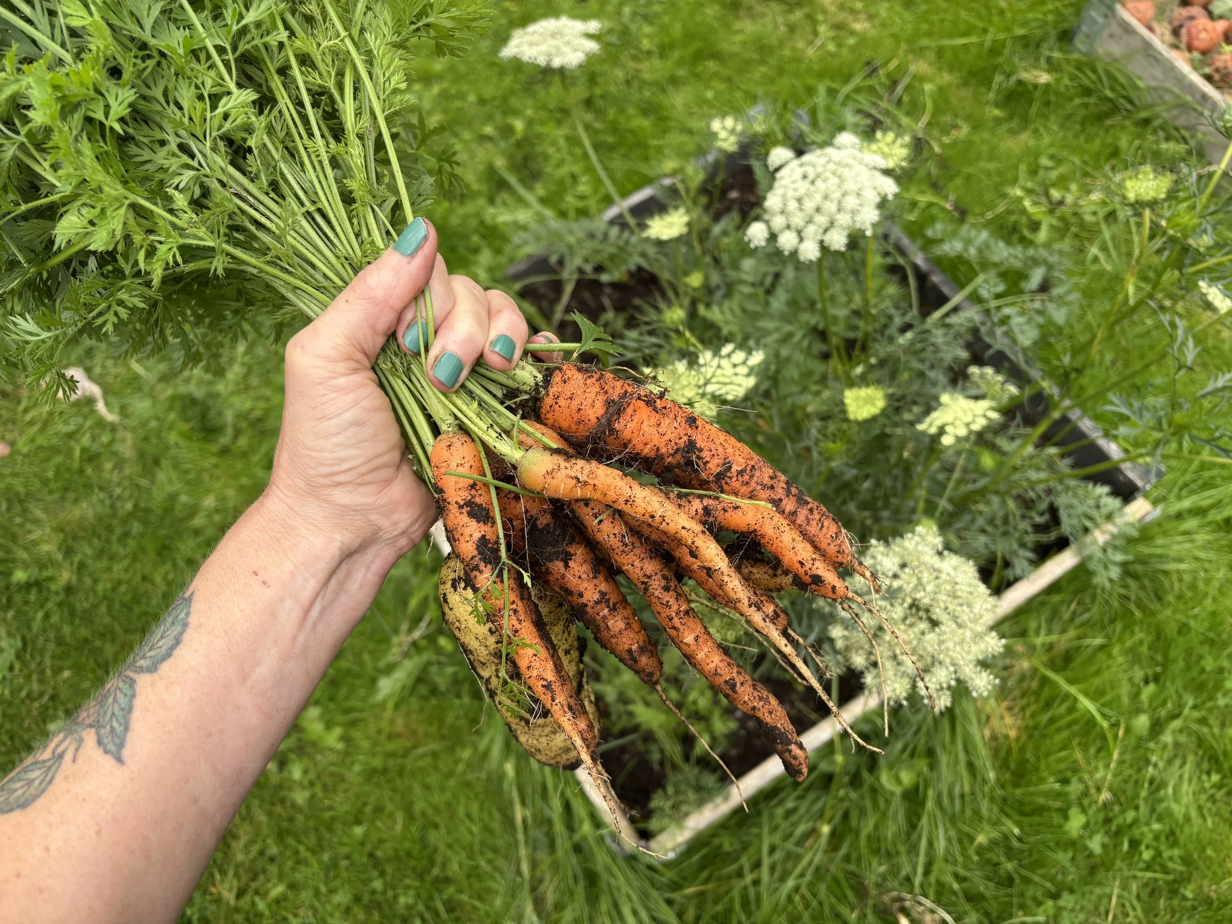 Hånd holder fresne gulrot og gul beet fra hage med grønne blader og hvite blomster.