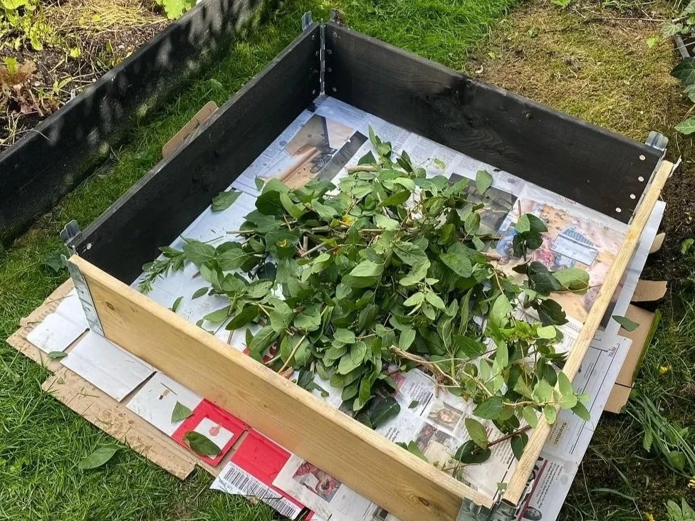 En plante med grønne blader i en liten plantekasse laget av tre, plassert på gress og dekket med aviser.