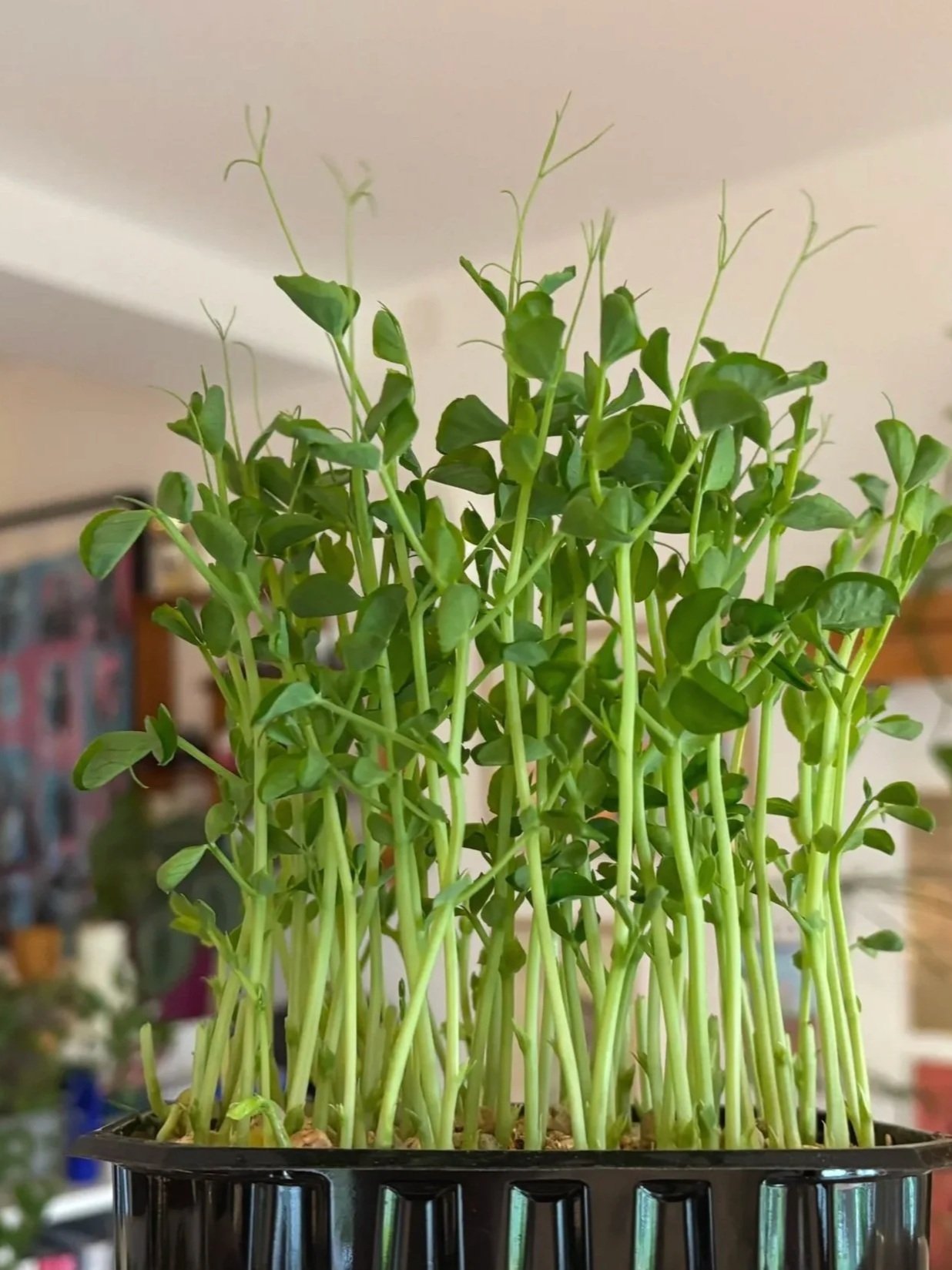 Grønne spirende urter i en svart plastpotte, sannsynligvis krydderurter.