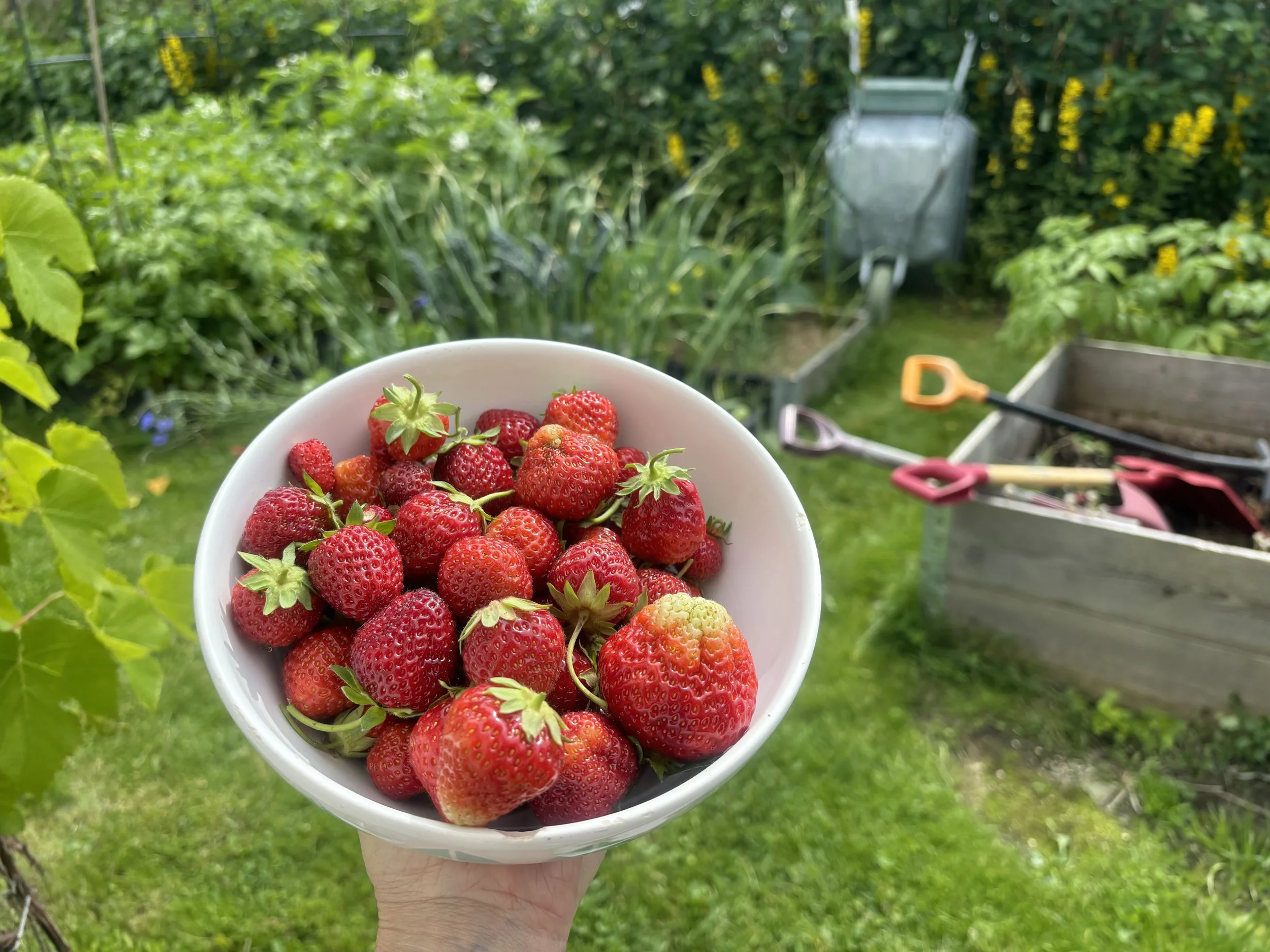 En hånd holder en kopp fulll av nyplukkede jordbær i en hage.