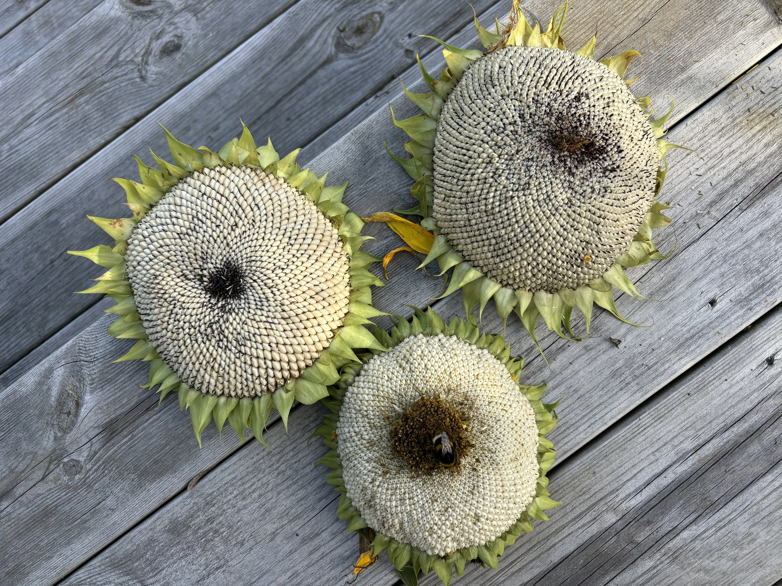 Tre solgrosser av solsikke som ligger på en treplate. En bie er på den nederste solsikken.