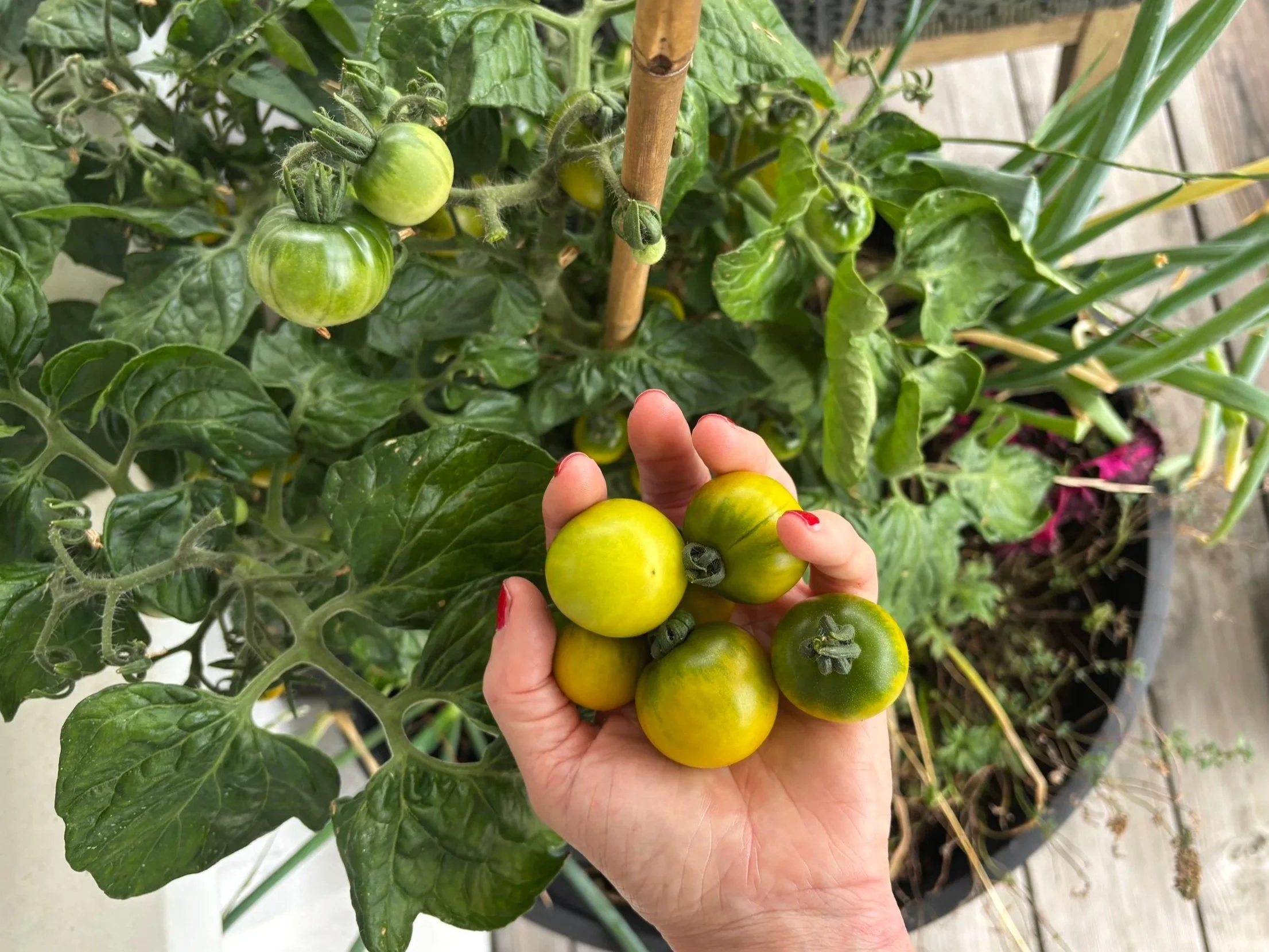 hånd holder grønngule store cherrytomater