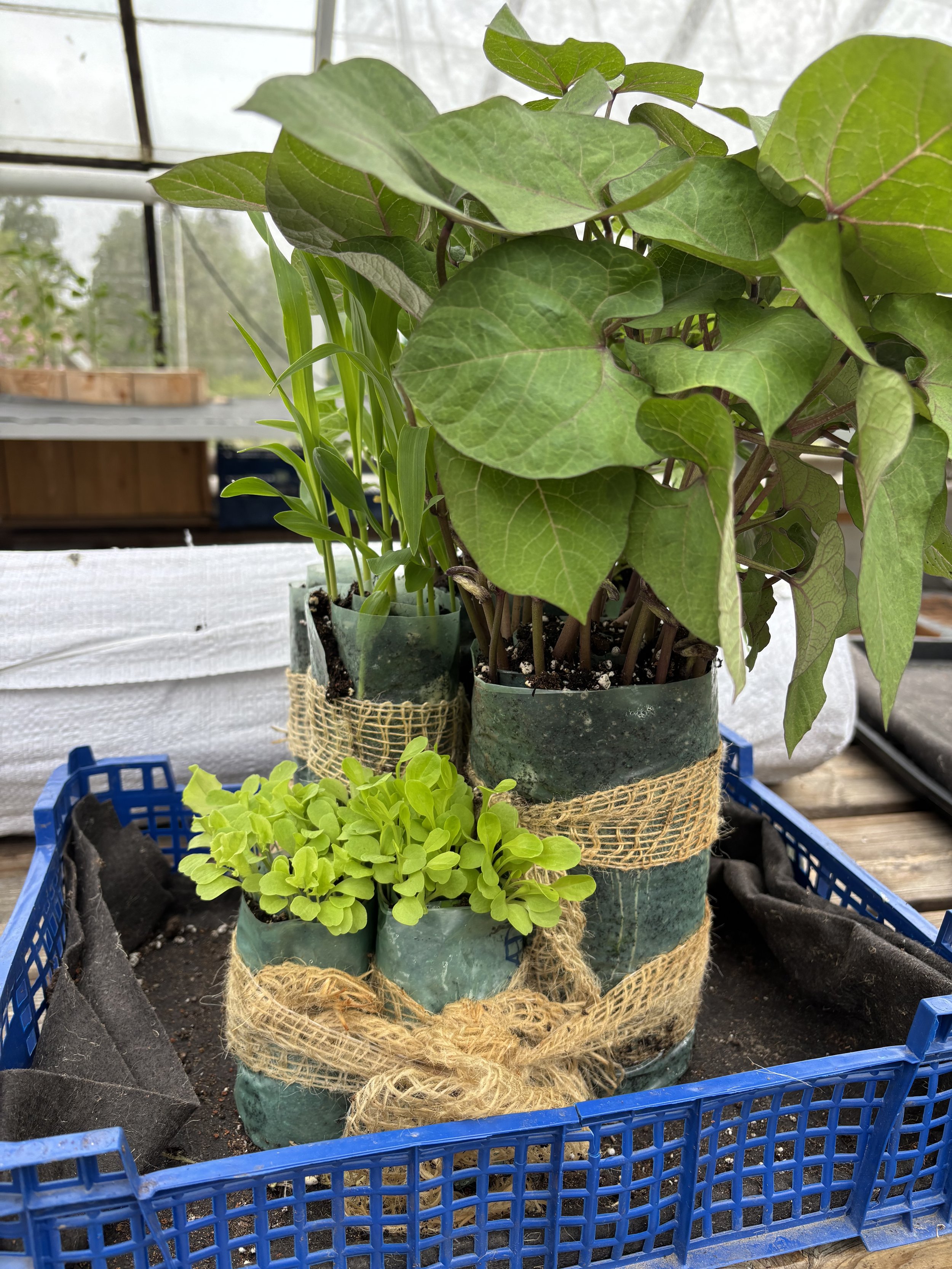 Nærbilde av tre små plantet i oppbrukte plastposer som er bundet med jute og plassert i en blå plastkasse med jord.