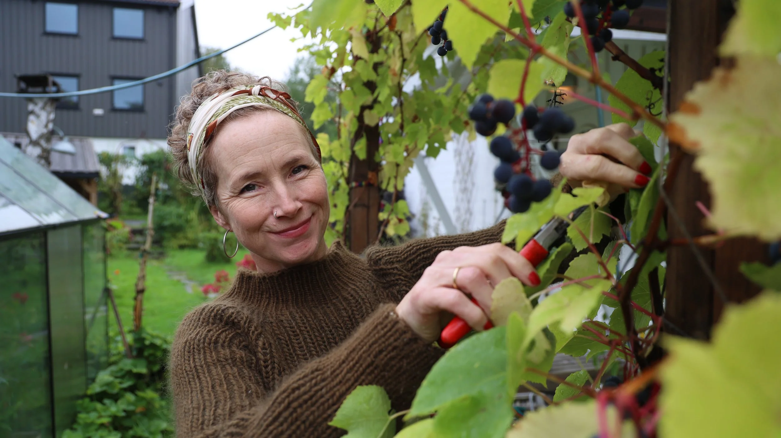Kvinne plukker druer i en hage.