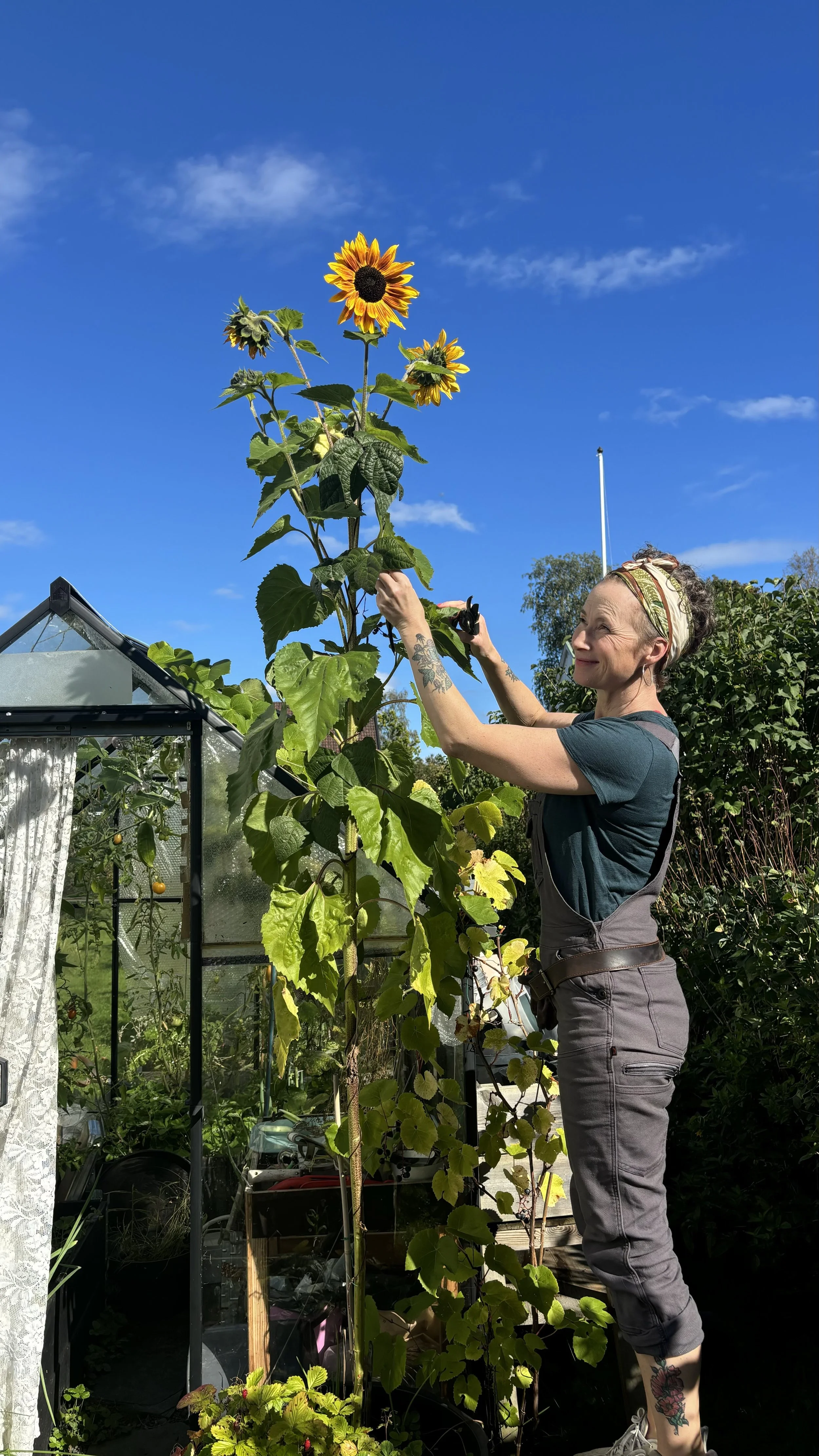 En kvinne som klipper en høy solsikke i en hage under en blå himmel.