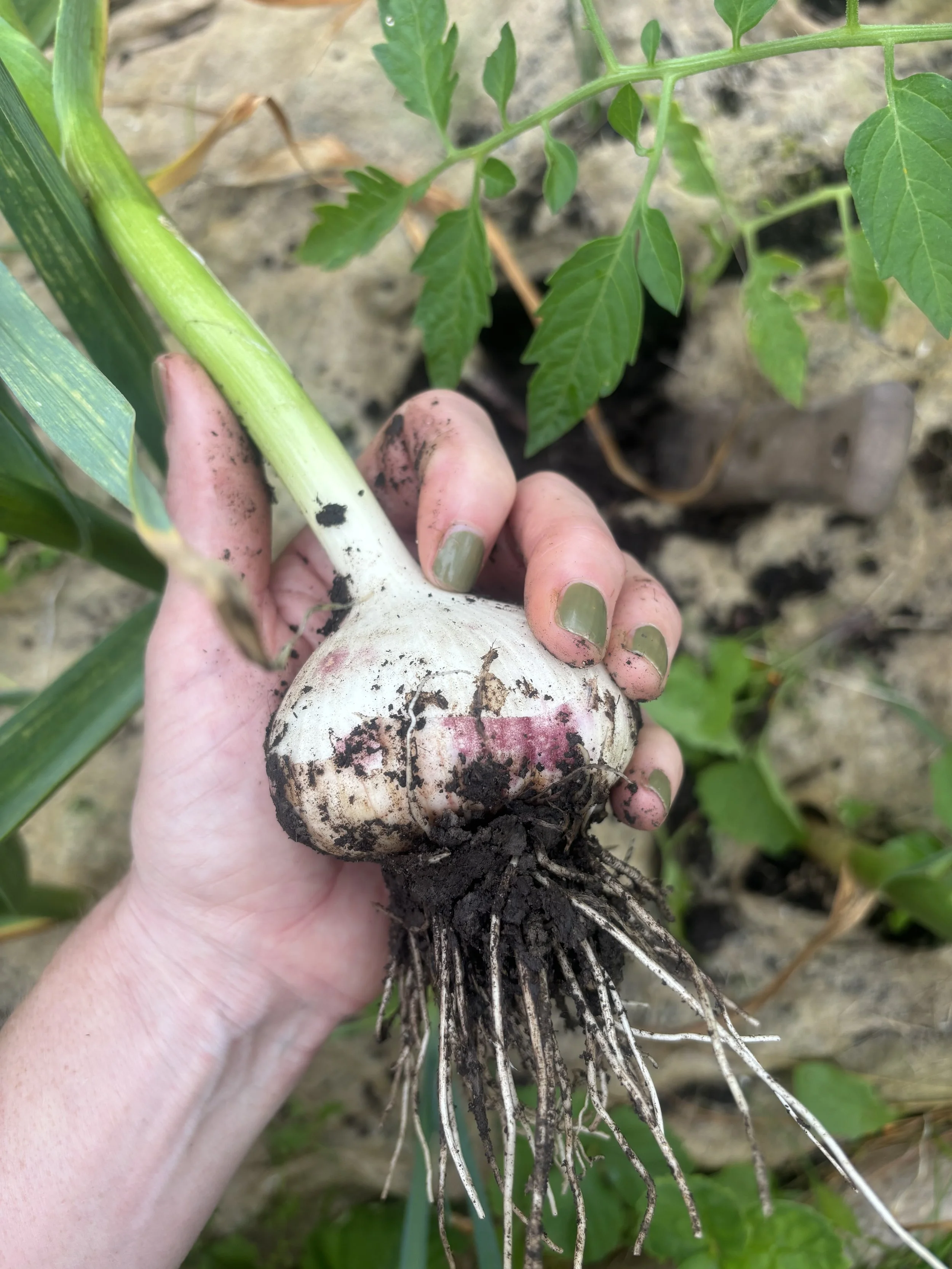 Hender holder en jordbærsort med hvit blomsterknoll og utstrakte røtter i jord.