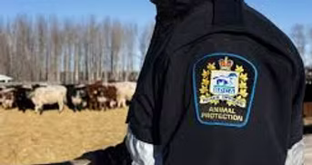 Farmer Mental Health &amp; the Alberta SPCA Project