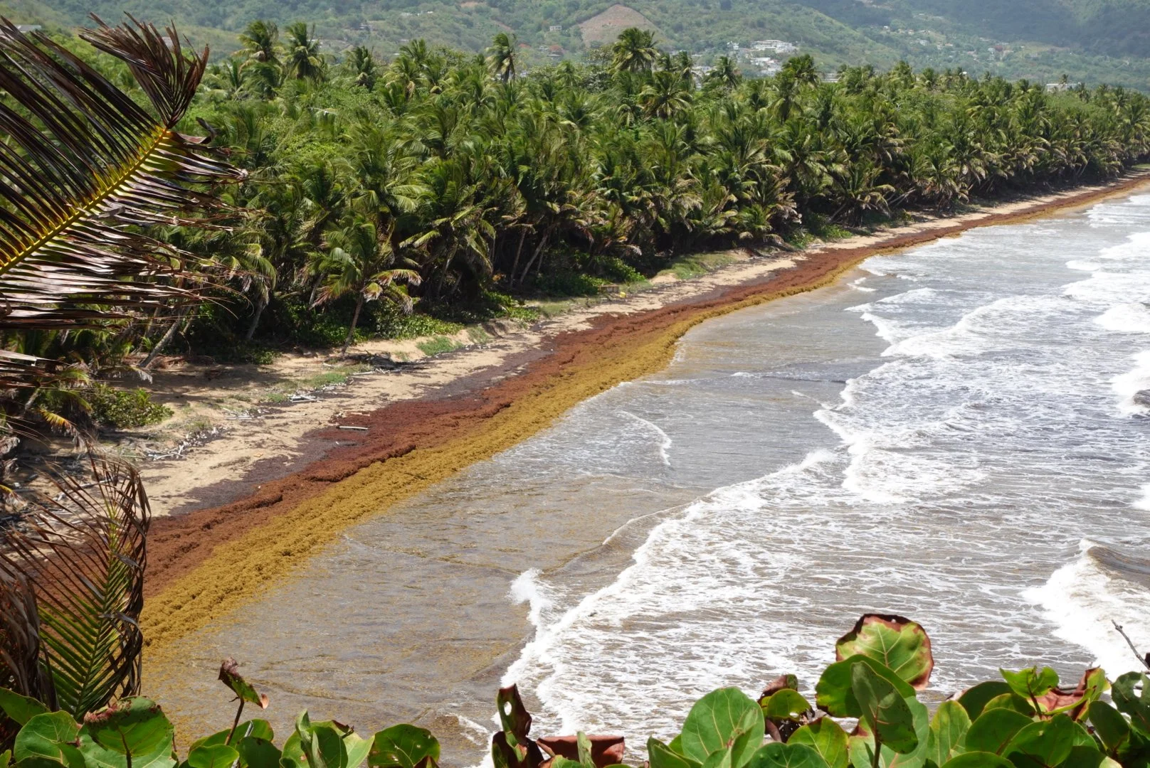 Beach with palm trees along the shore, waves hitting the sand, and a hillside in the background.