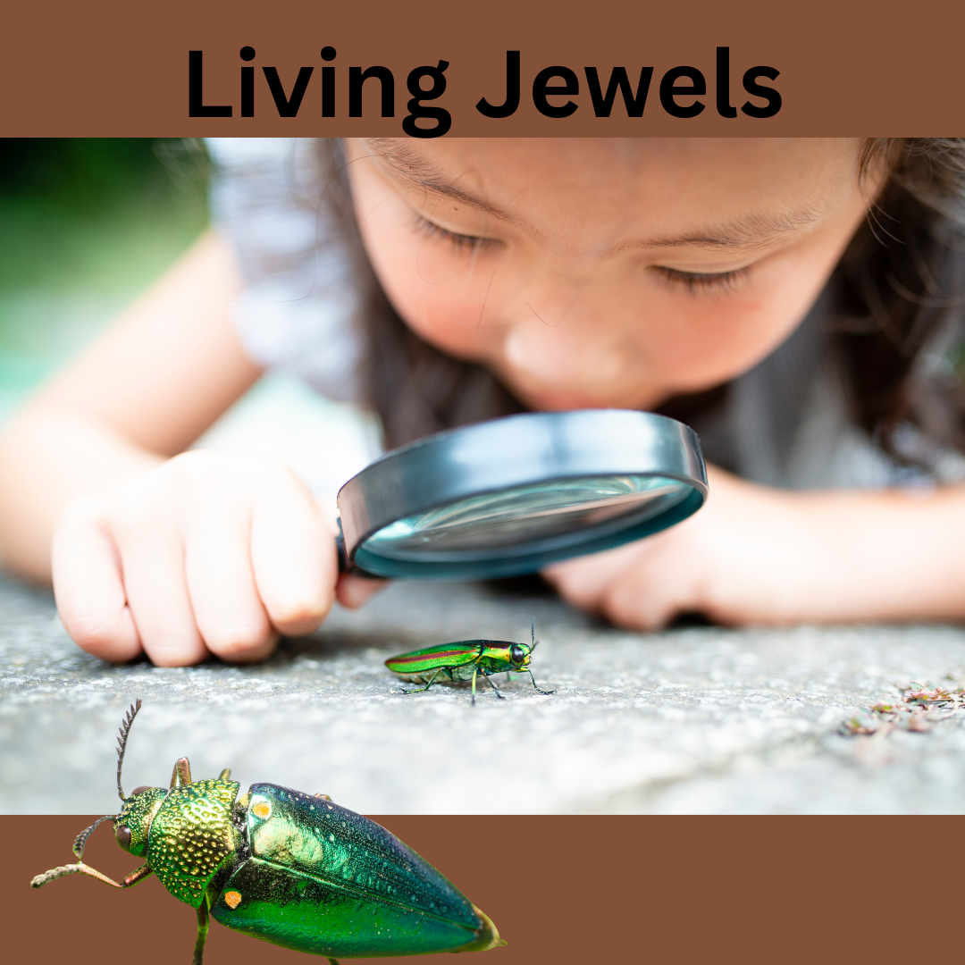Nature’s Living Gems: Crafting Ethical Jewelry from Jewel Beetle Elytra