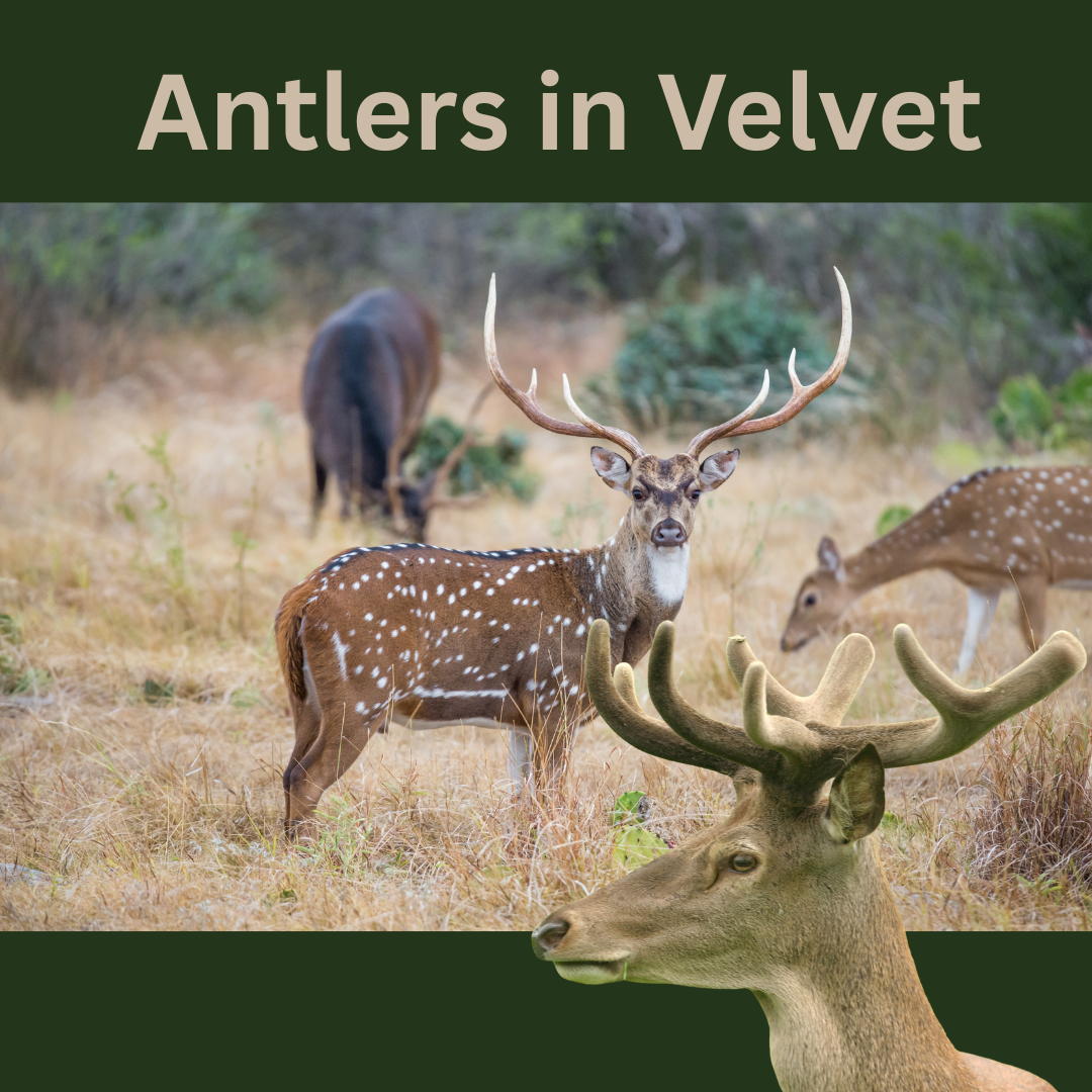 Antlers in Velvet