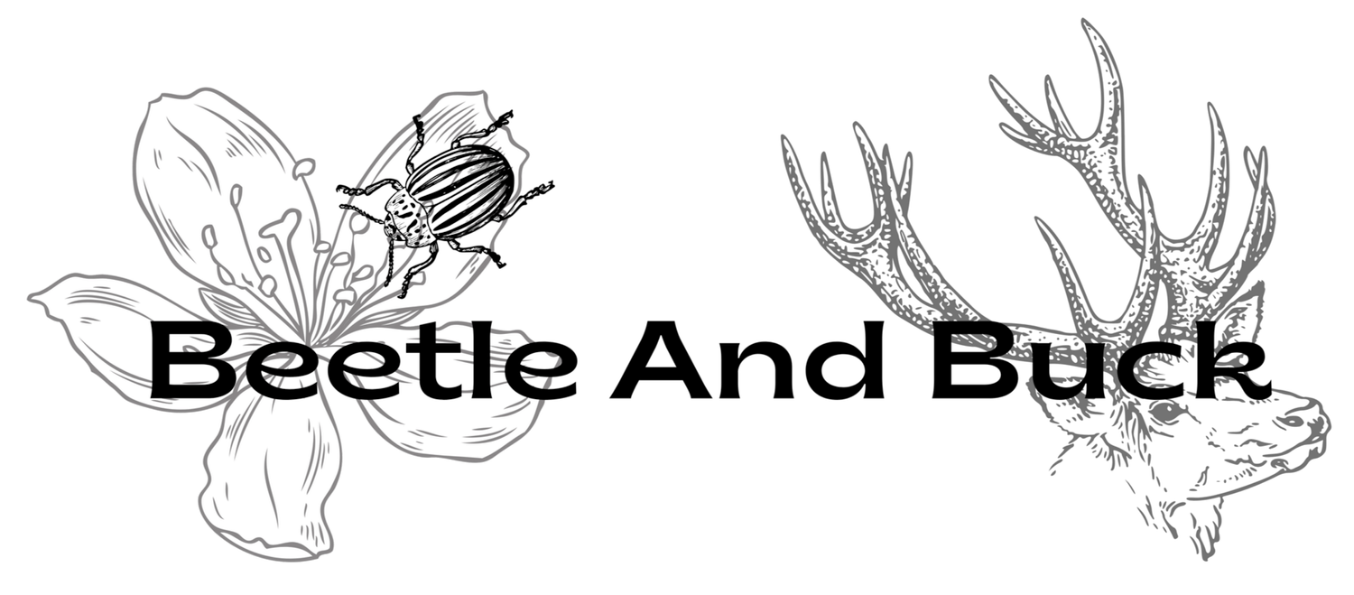 Beetle And Buck