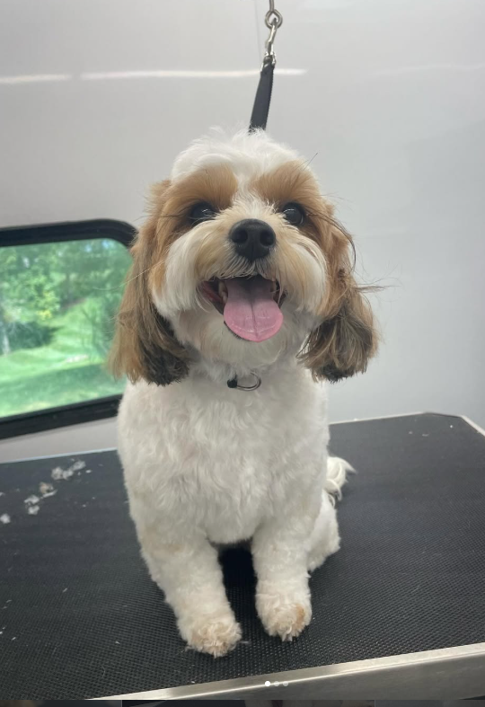 Happy small dog with curly white and brown fur sitting on grooming table inside grooming van