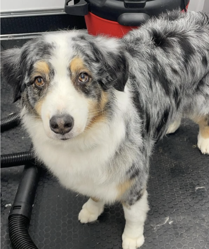 An Australian Shepherd dog with a merle coat pattern, brown eyes, standing on a black textured surface, with red and gray equipment in the background.
