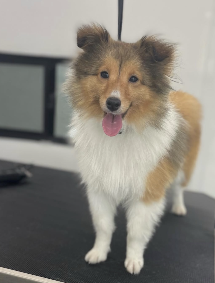 Happy Shetland Sheepdog puppy standing on a black surface indoors, with tongue out and ears perked up.