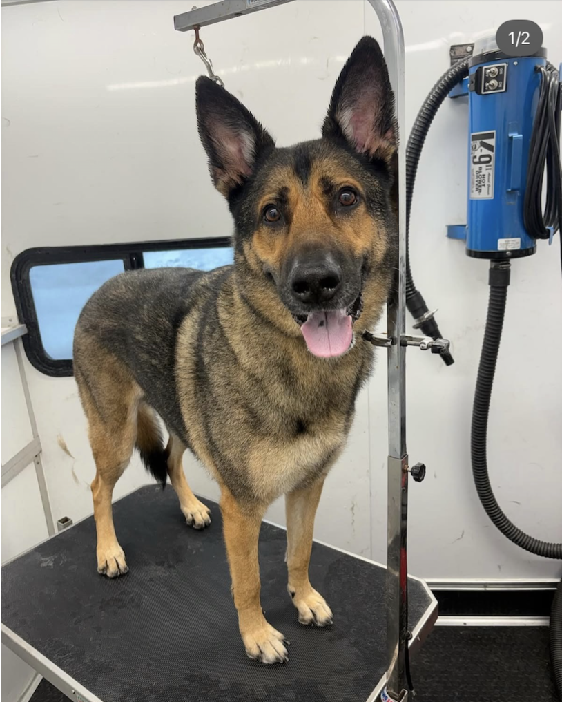 A dog on a grooming table at a grooming salon, with grooming equipment visible in the background.