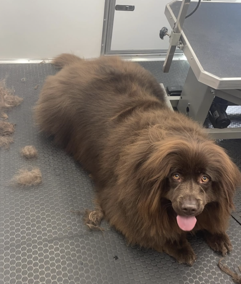 A large brown dog lying on a grooming table with some fur clippings around it.