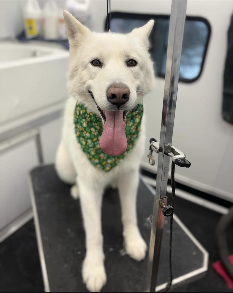 A happy white dog with a green floral bandana, sitting on a grooming table inside a grooming or veterinary vehicle.