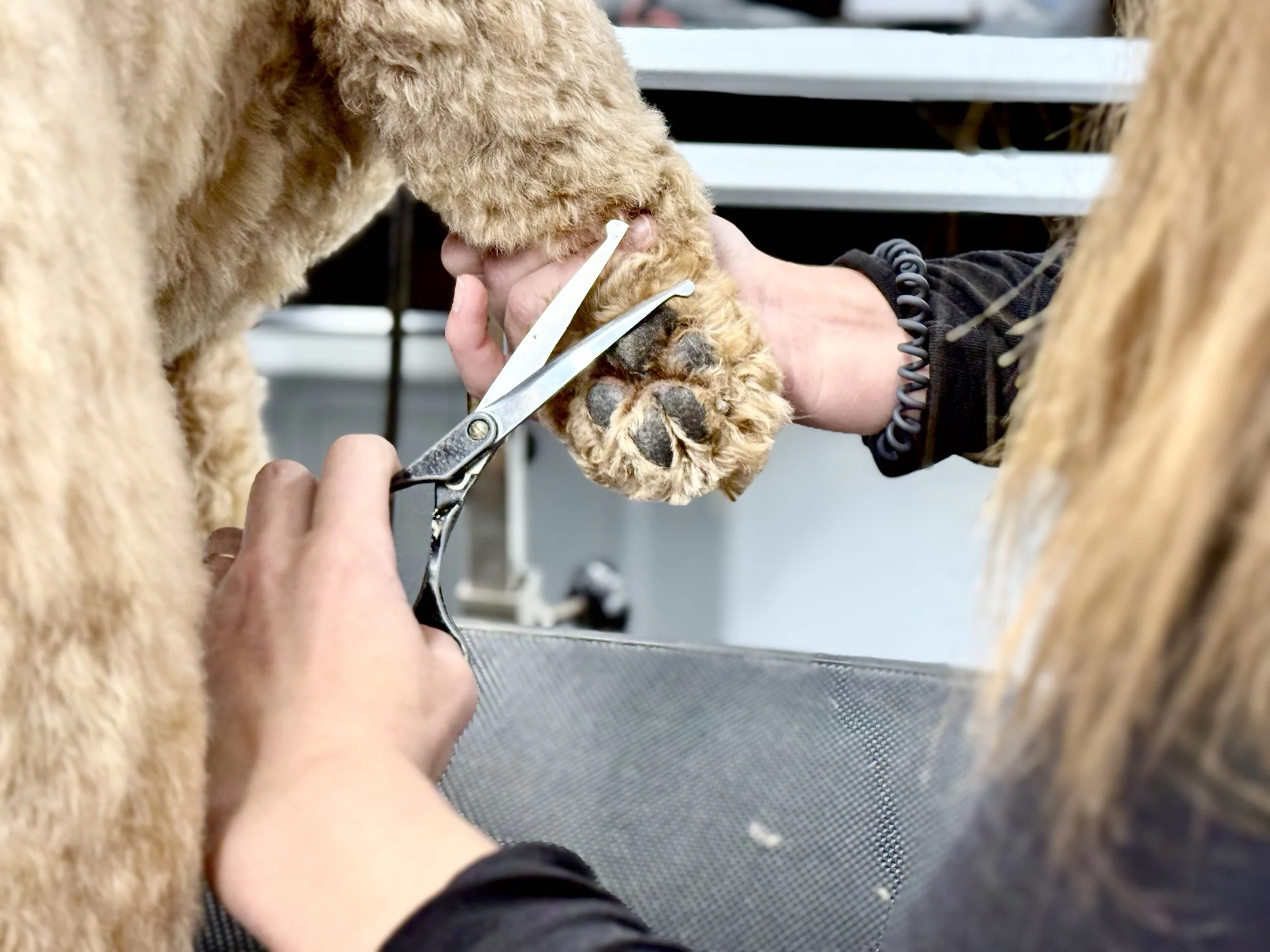 Person trimming a dog's paw nails with scissors at a grooming table.