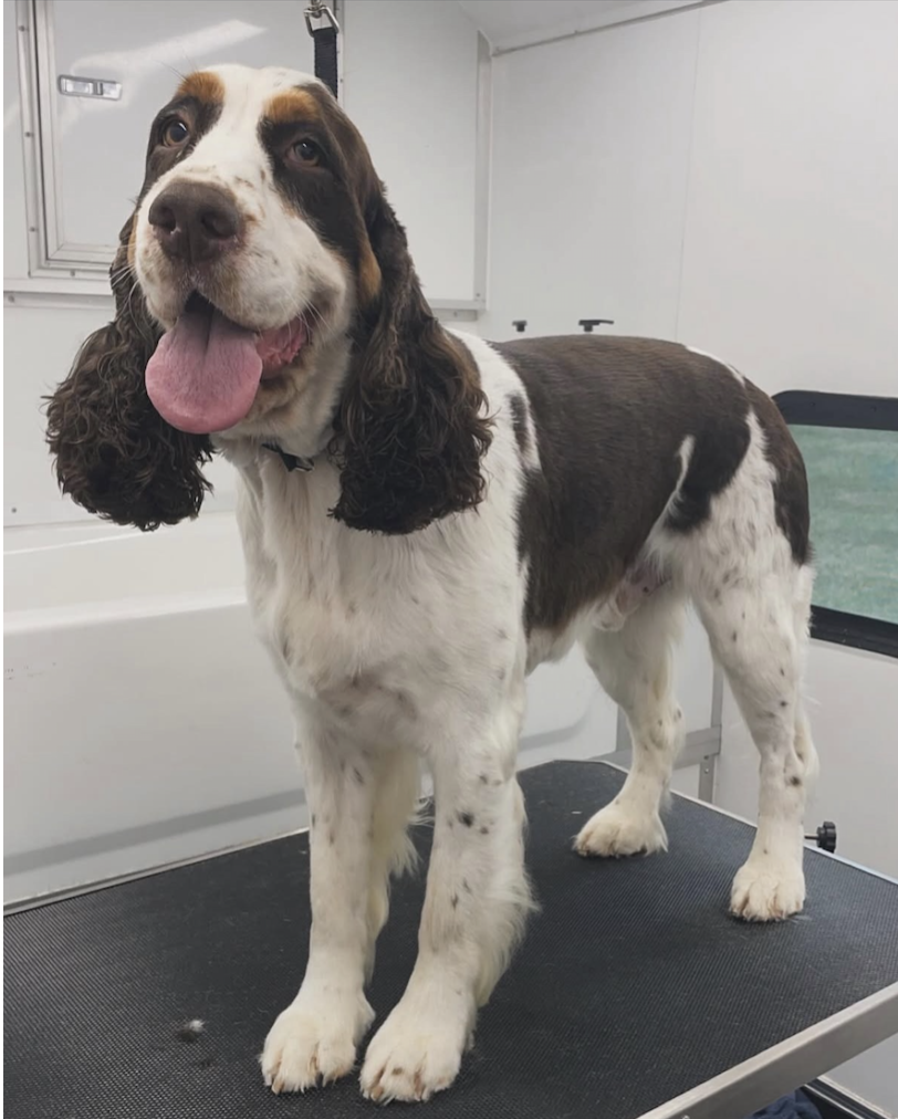 A happy English Springer Spaniel standing on a grooming table in a veterinary clinic, with a white and gray wall and window in the background.