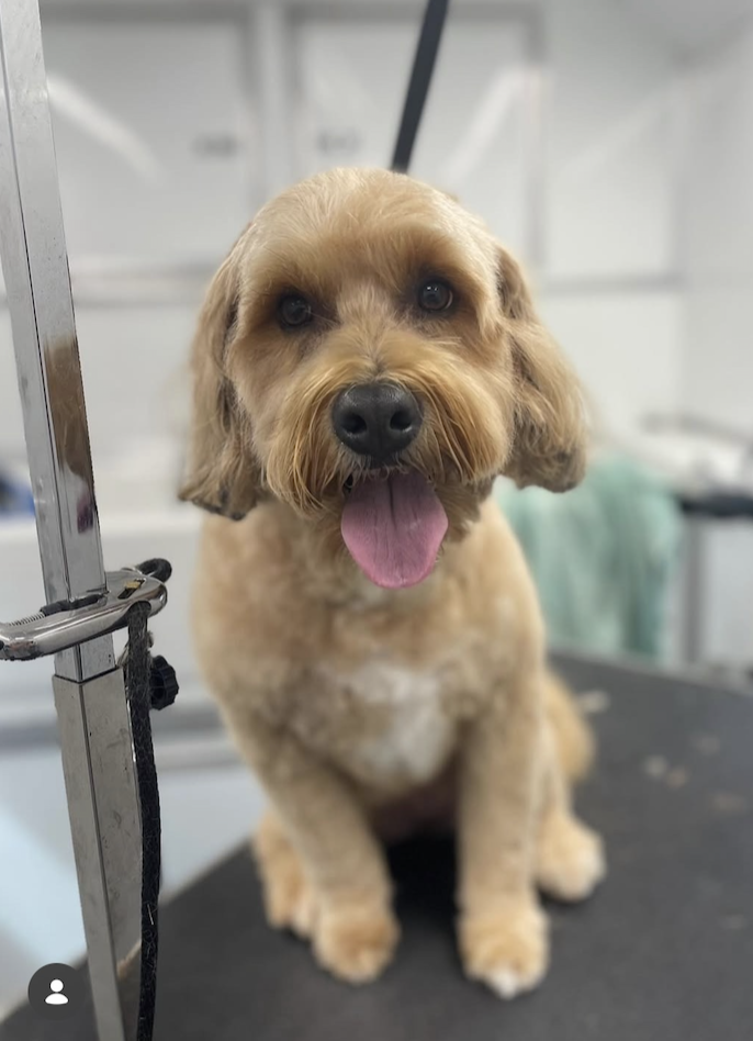 A happy, tan-colored dog with floppy ears and its tongue out, sitting on a grooming table in a pet grooming salon.
