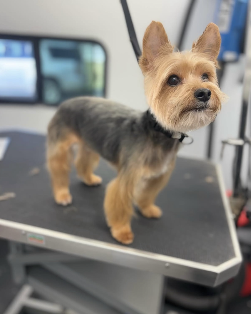 A Yorkshire Terrier dog standing on a grooming table at a grooming salon, with a blurred background showing grooming equipment.