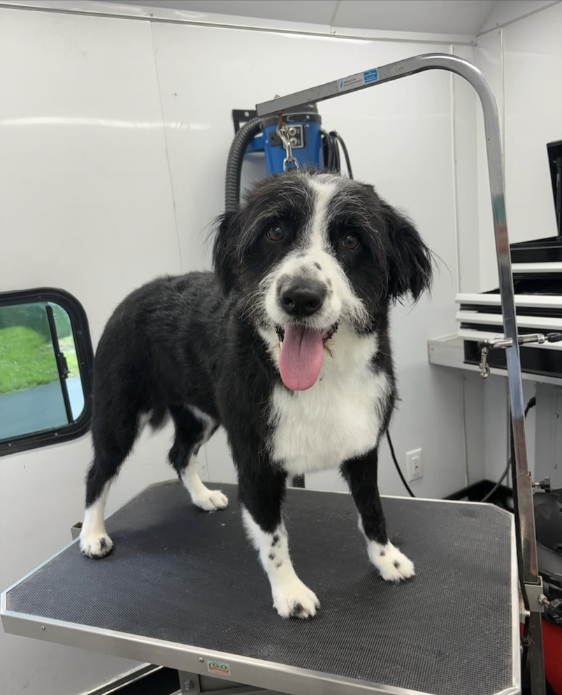 A Border Collie dog standing on a grooming table with a happy expression, its tongue hanging out, inside a grooming van.