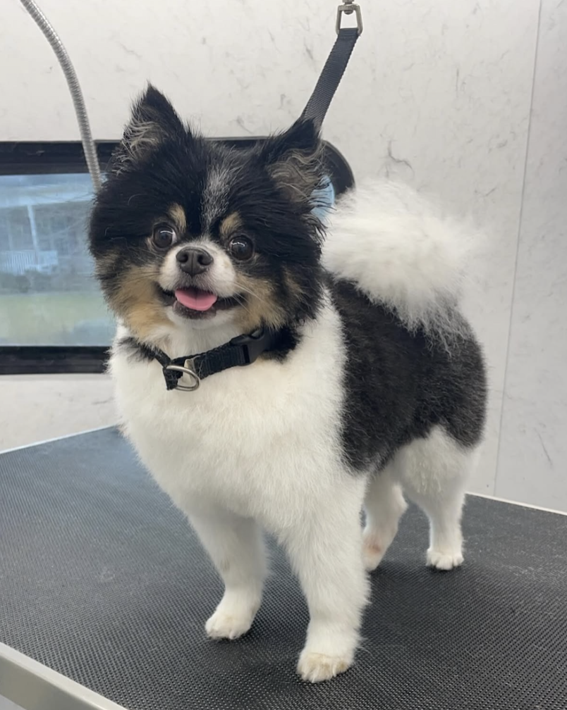 A small black and white dog with fluffy fur standing on a grooming table, looking happy with its tongue out.