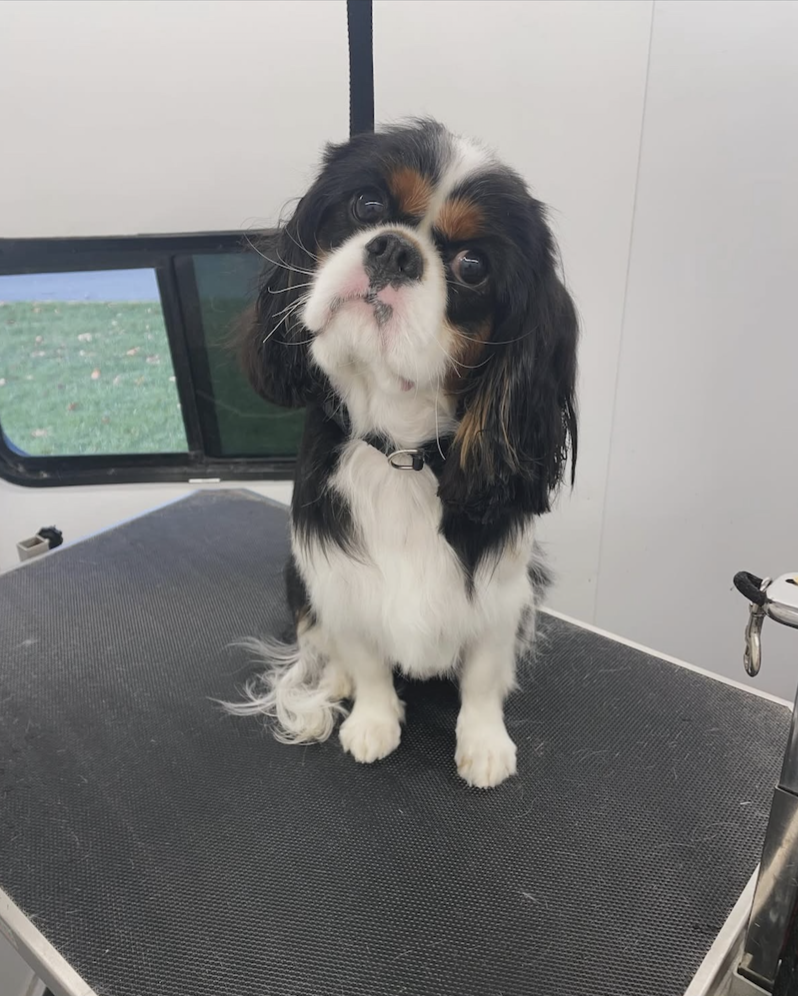 A Cavalier King Charles Spaniel puppy sitting on a grooming table, looking at the camera with a tilted head.