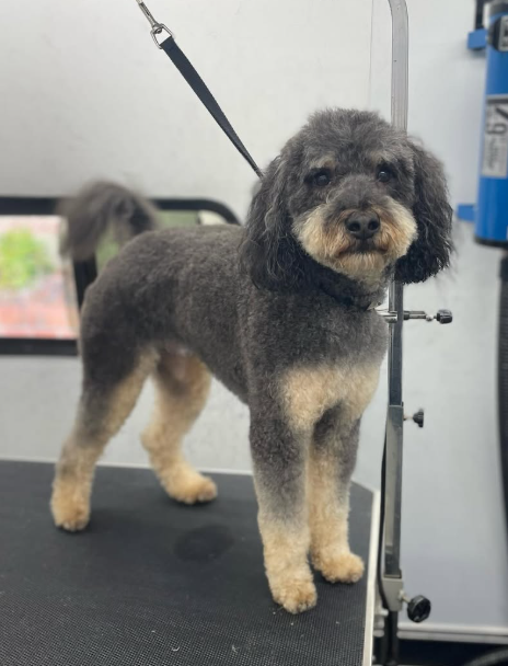A gray and tan mixed breed dog on a grooming table, secured with a grooming loop, in a grooming salon.