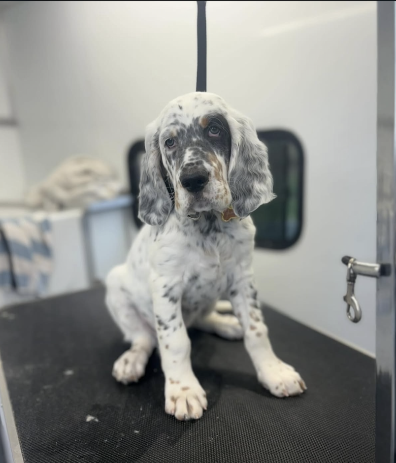 A cute merle-colored puppy with bright blue eyes sitting inside a vehicle or kennel, with a blurred background and a small window behind.