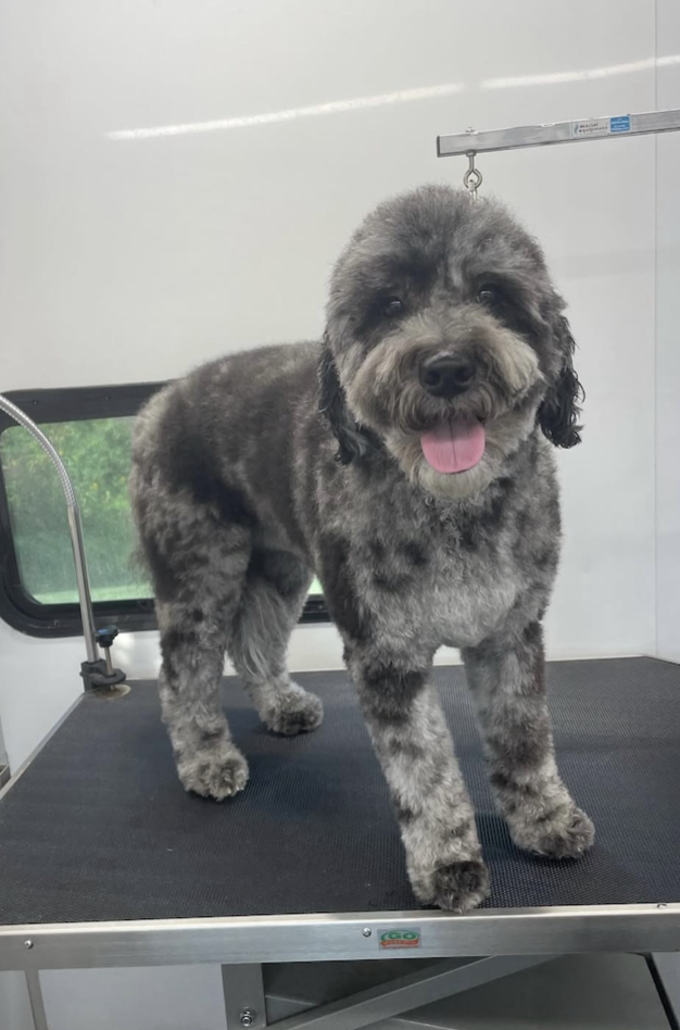 A happy gray and black curly-haired dog standing on a grooming table in a grooming salon with a white wall and window in the background.