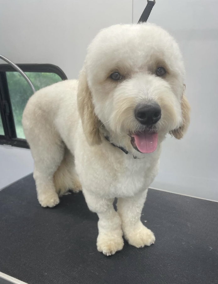 A happy, fluffy, white and beige dog with a black collar standing on a grooming table.