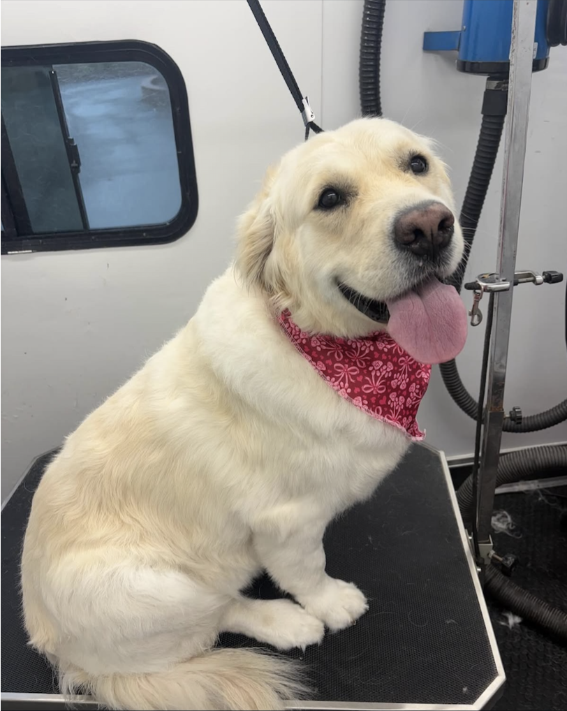 A happy golden retriever with a pink bandana around its neck sitting on a grooming table at a pet grooming salon.